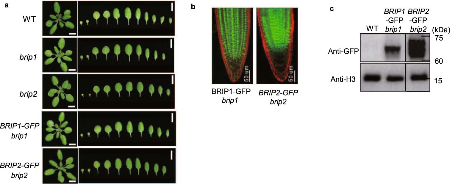 Extended Data Fig. 5: Plants expressing GFP-tagged BRIP1 or BRIP2 in their respective single mutant background.