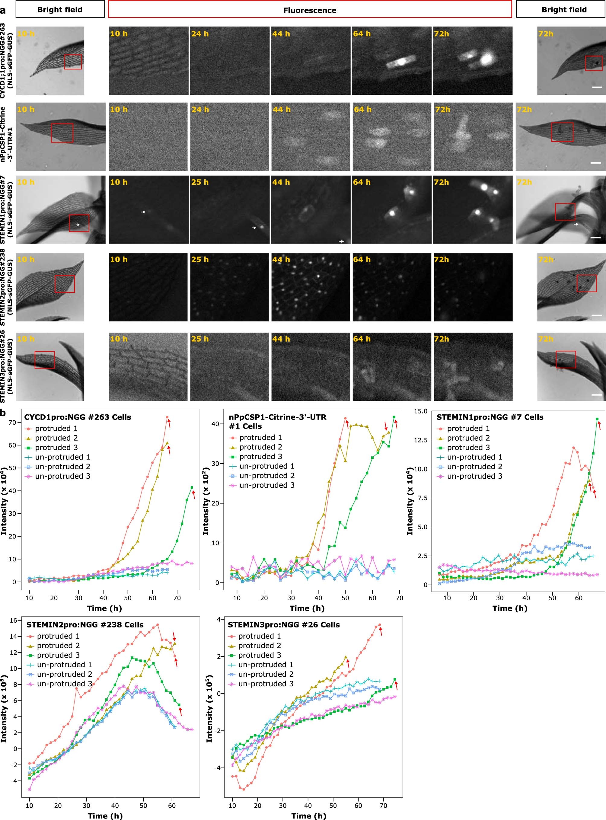 Extended Data Fig. 5: Induction of CYCD1;1, CSP1, STEMIN1, and closely related genes in reprogramming cells after transient zeocin treatment.