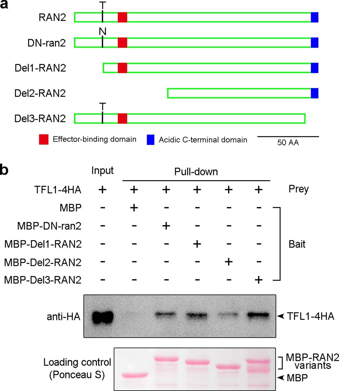 Extended Data Fig. 7: Pull-down assay of the interaction between TFL1 and the dominant-negative (DN-ran2) or truncated versions of RAN2.