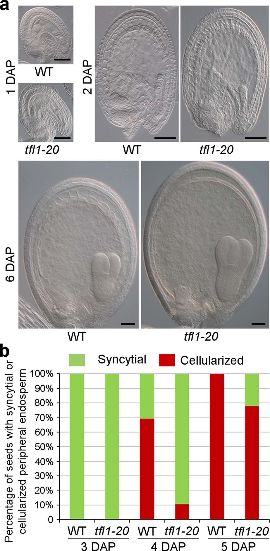 Extended Data Fig. 2: TFL1 affects endosperm cellularization.
