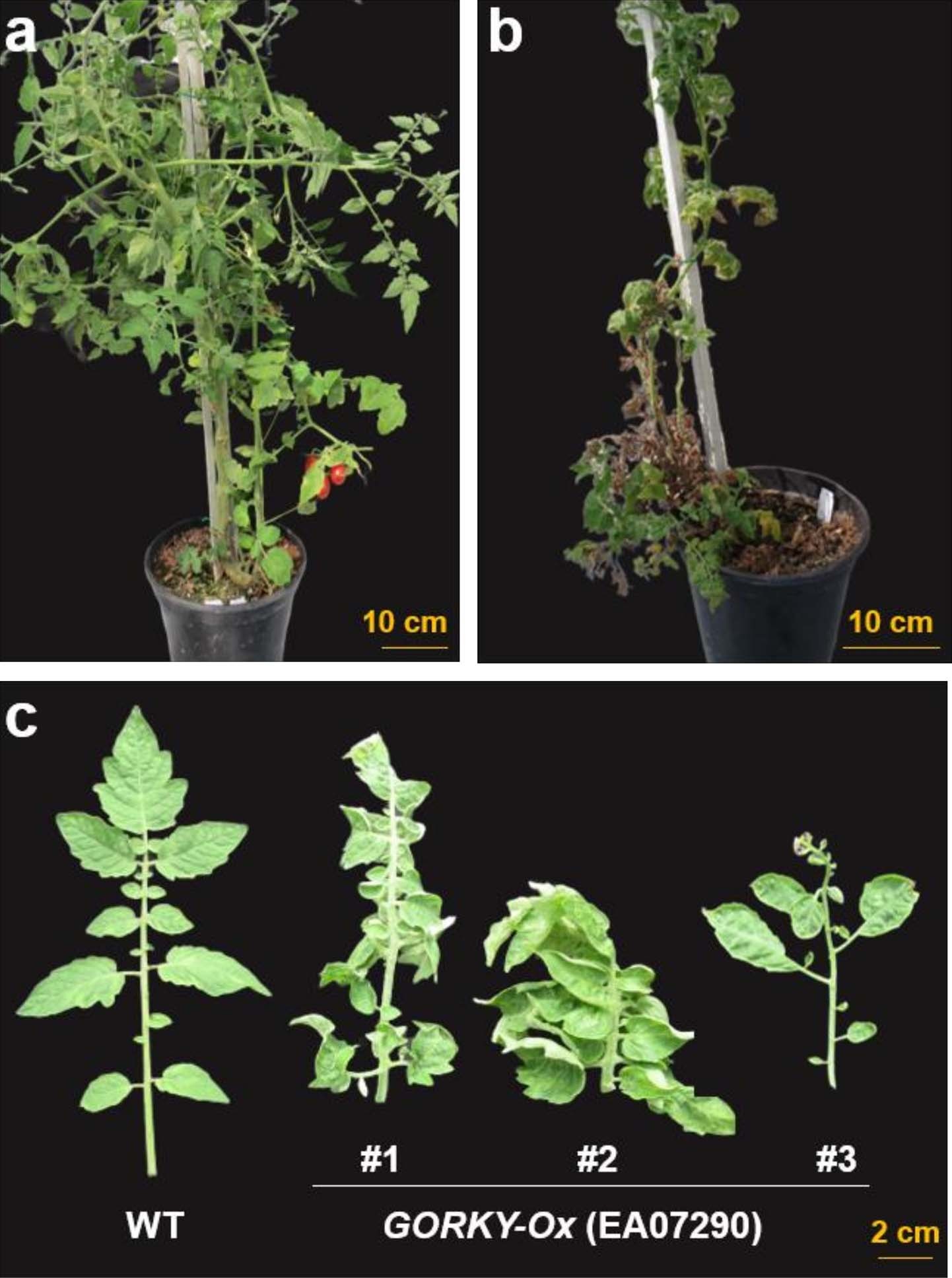 Extended Data Fig. 7: Tomato plants overexpressing GORKY on EA07290 background (GORKY-Ox) display severe morphological phenotypes.
