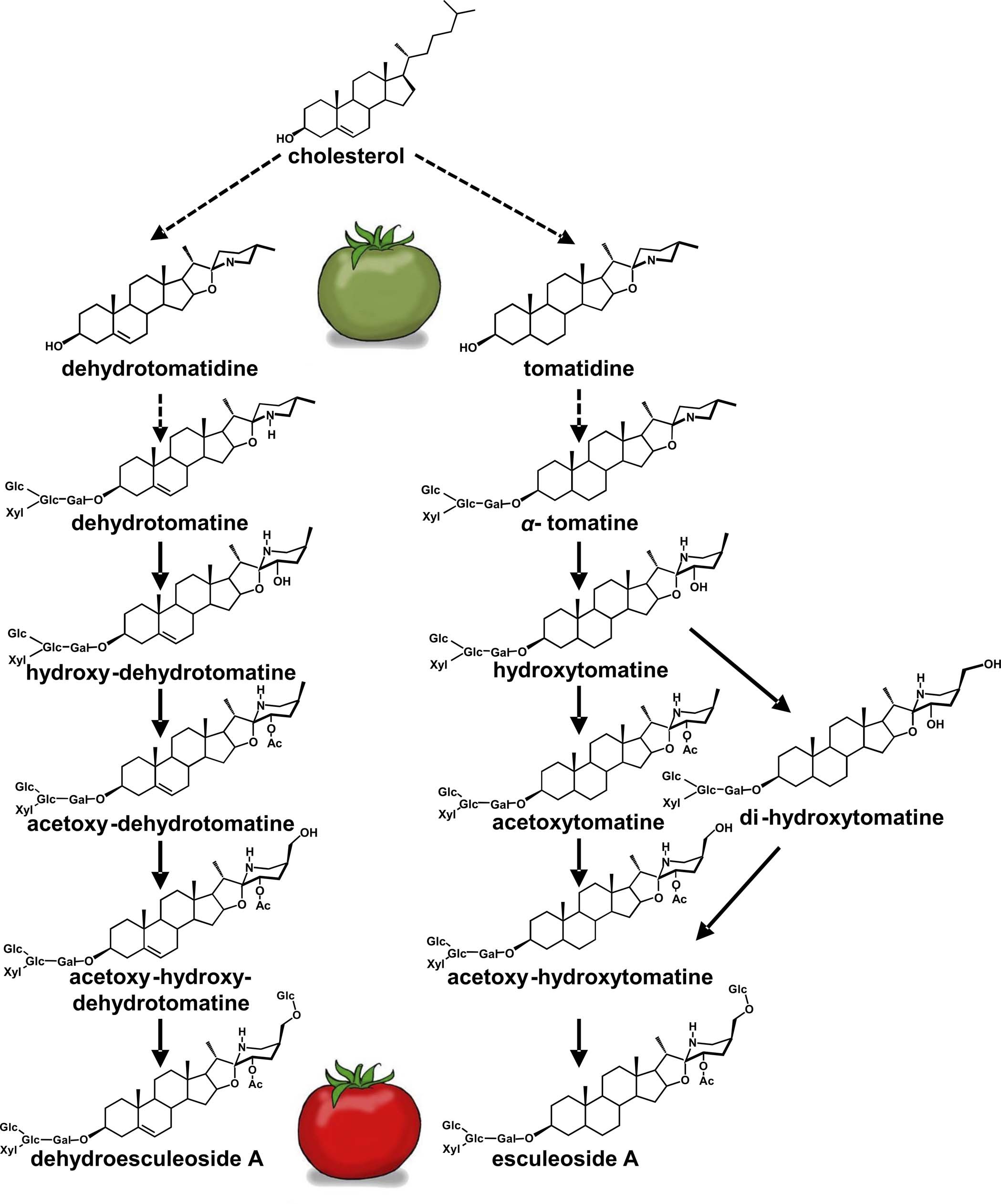 Extended Data Fig. 1: Steroidal glycoalkaloid (SGA) metabolism during tomato fruit development and ripening.