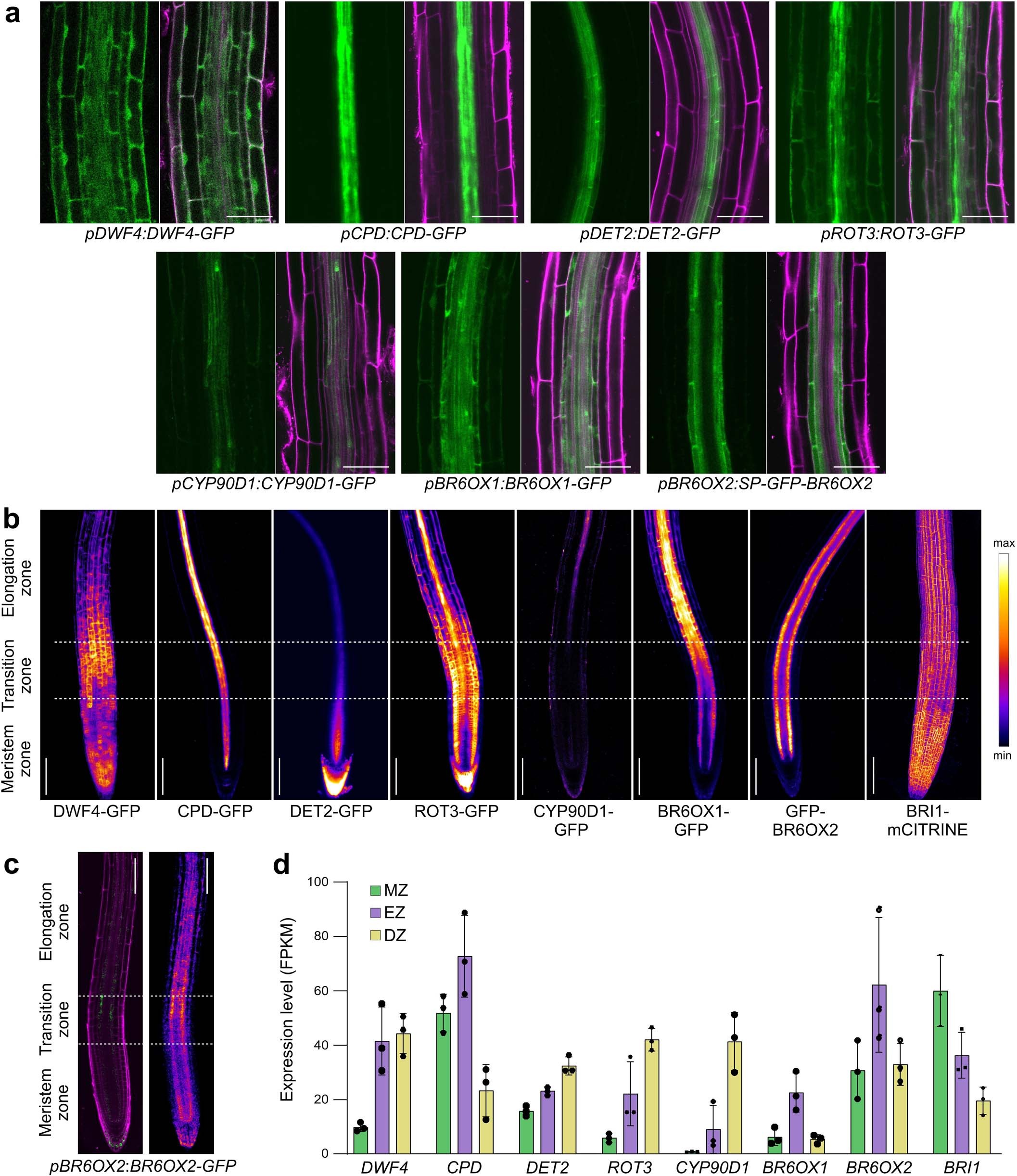 Extended Data Fig. 3: Expression patterns of BR biosynthetic enzymes in the root elongation zone.