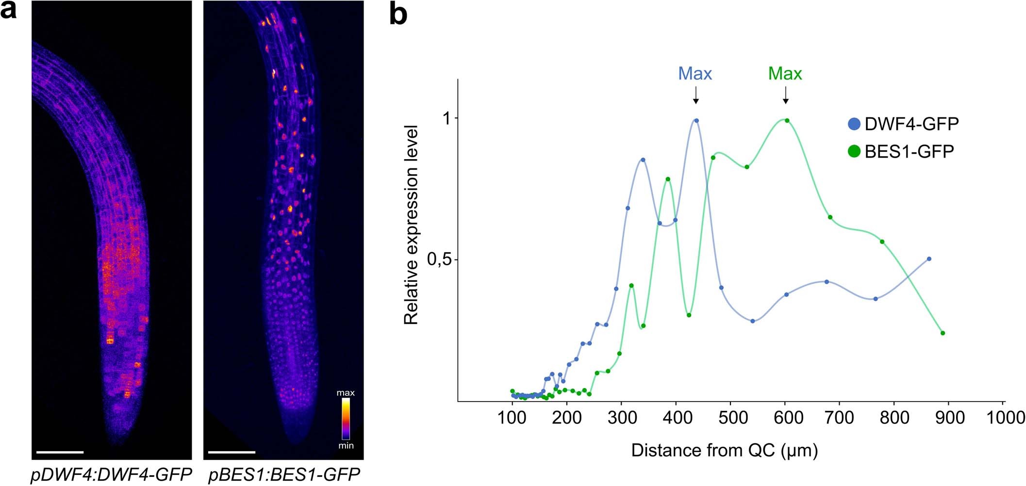Extended Data Fig. 4: The DWF4 expression maximum precedes the BR signalling peak monitored by the nuclear fluorescence intensity of BES1–GFP.