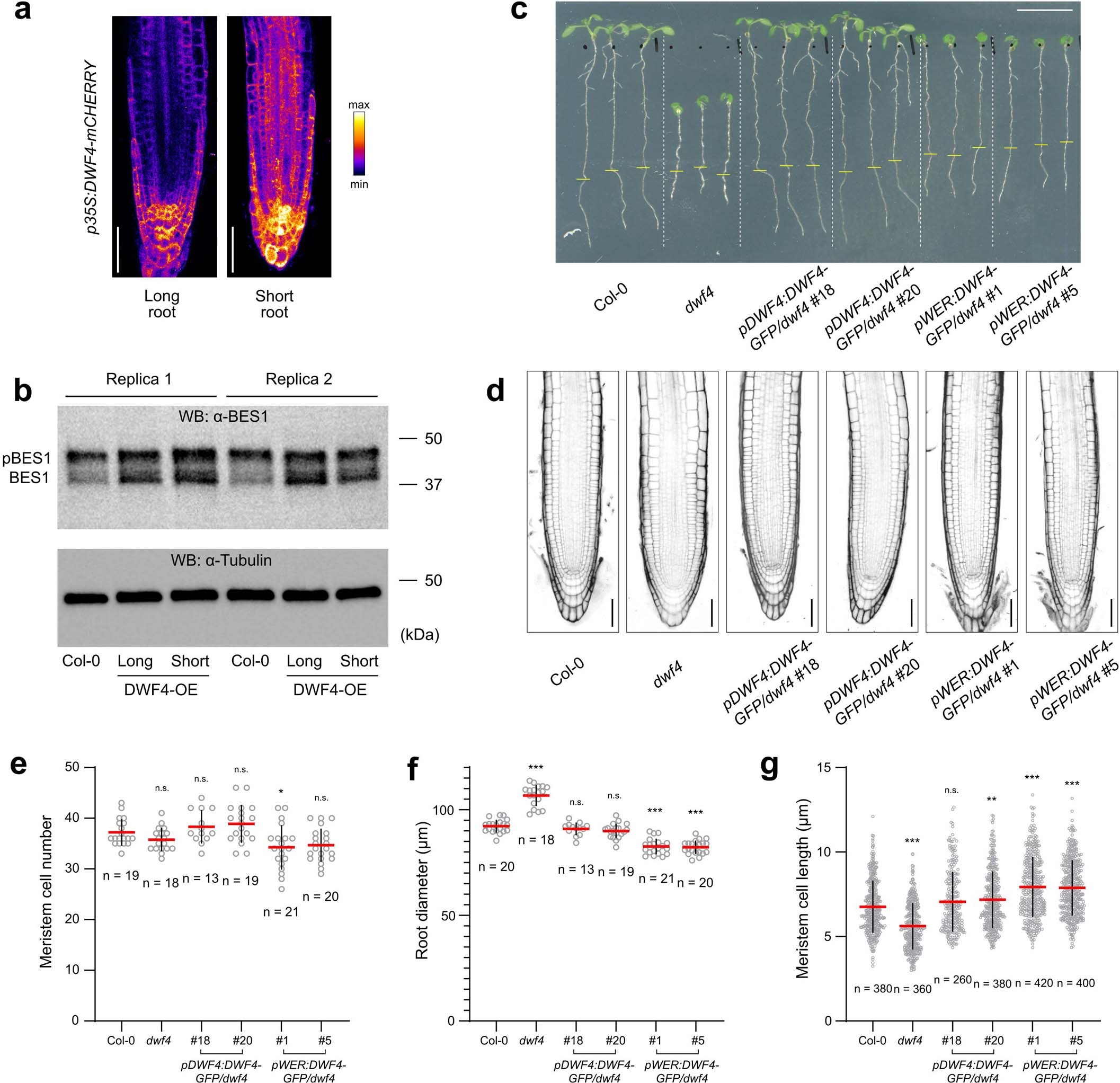 Extended Data Fig. 6: Ectopic expression of DWF4 enzyme.