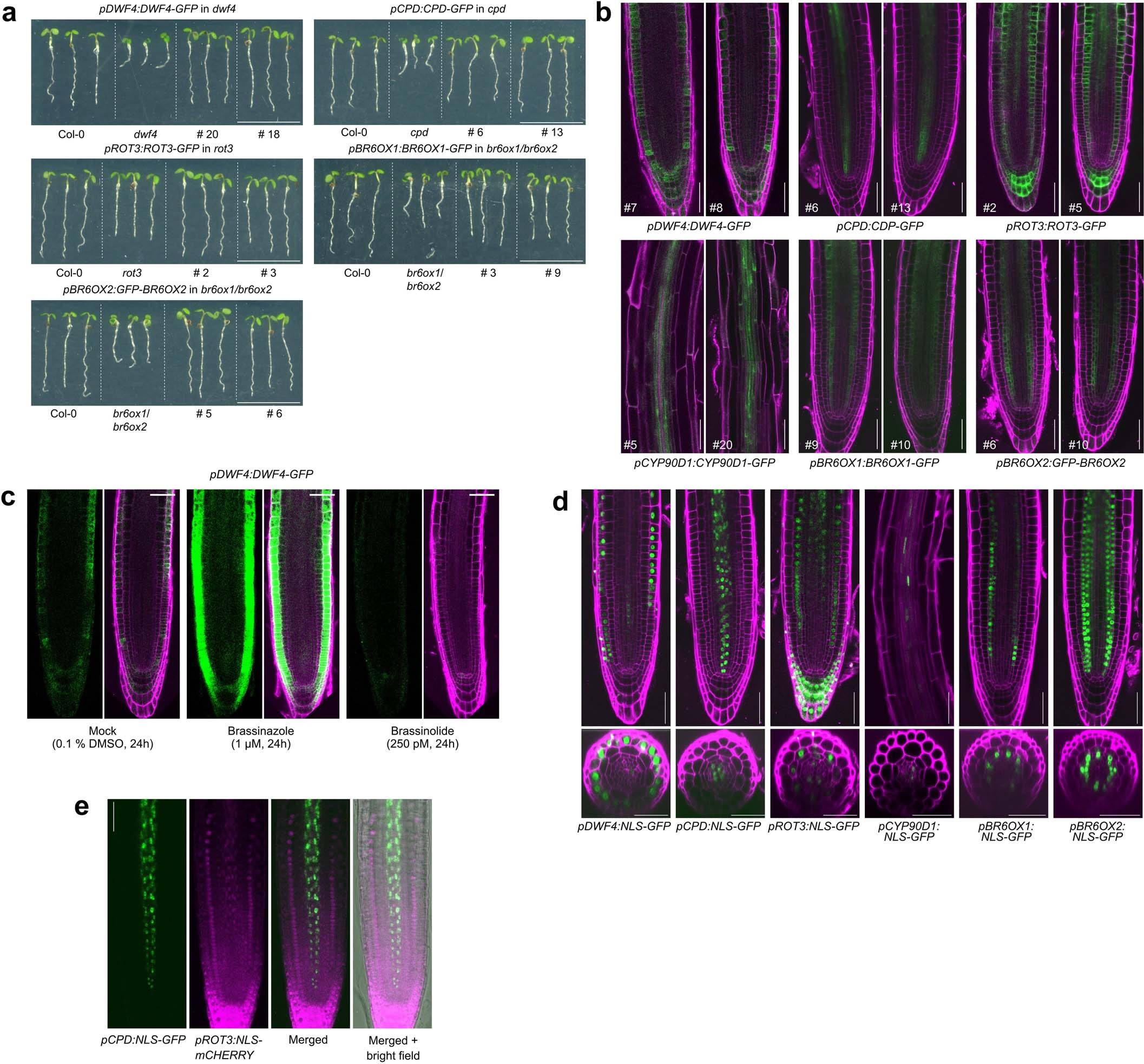 Extended Data Fig. 1: The GFP–tagged BR biosynthetic enzymes are functional and show similar expression patterns in multiple independent transgenic lines.
