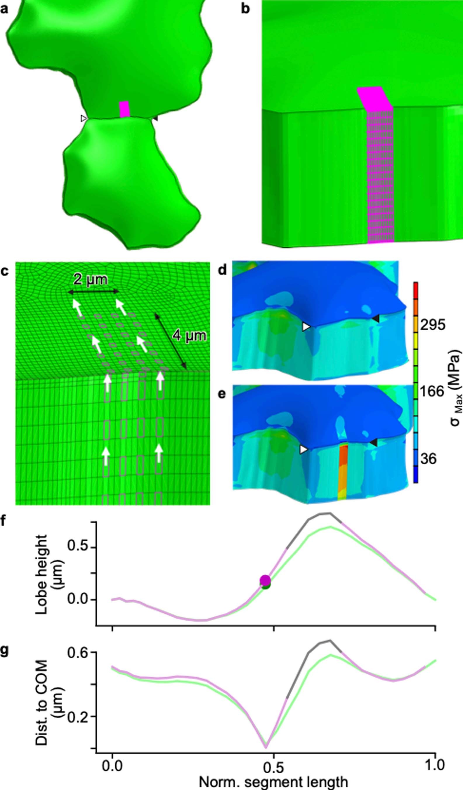 Extended Data Fig. 6: Localized microfibril alignment can drive lobe initiation: an FE analysis.