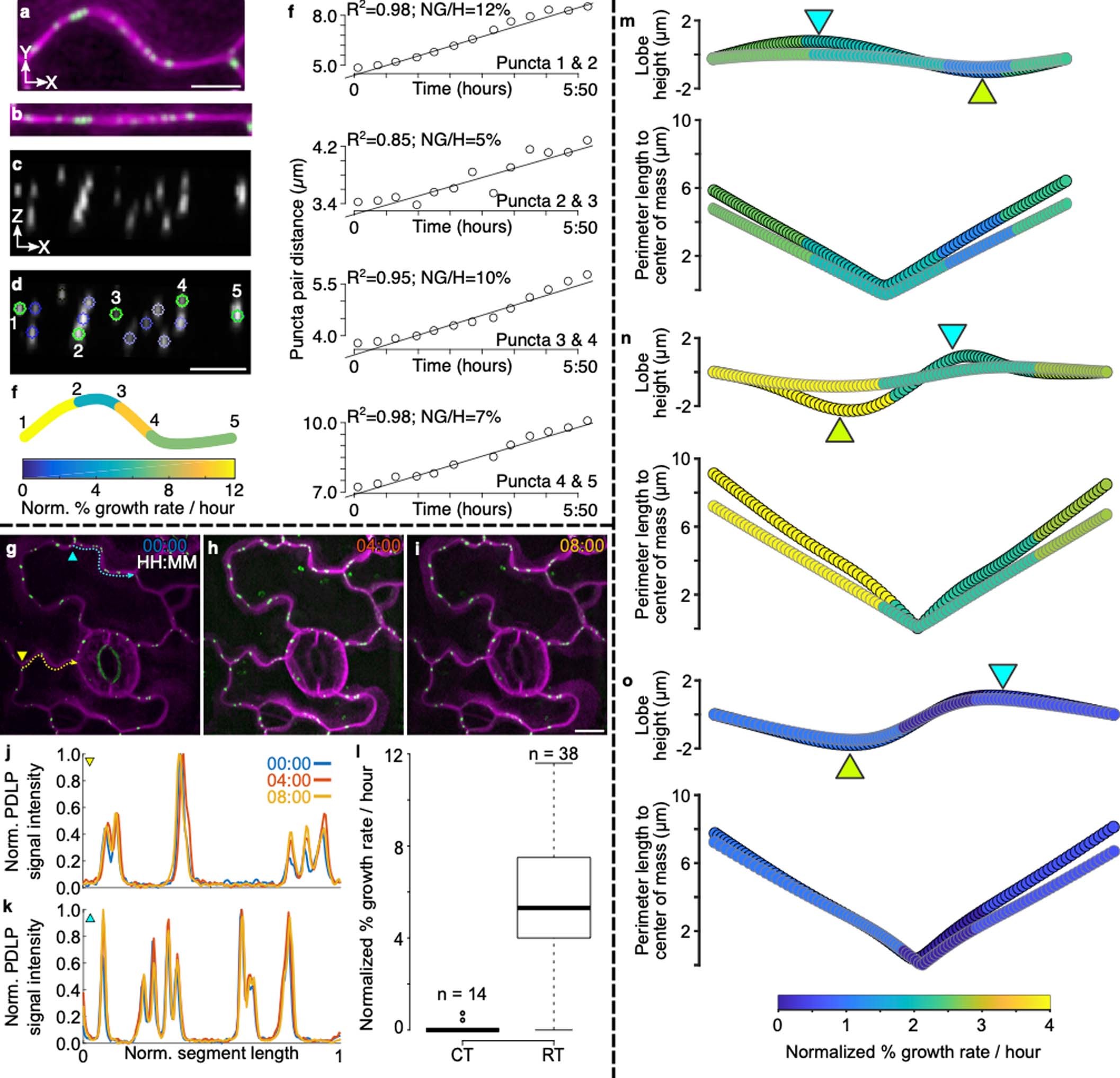 Extended Data Fig. 1: Methodology for PDLP growth analysis, their reliability as fiducial marks, and their usage in lobing segments.