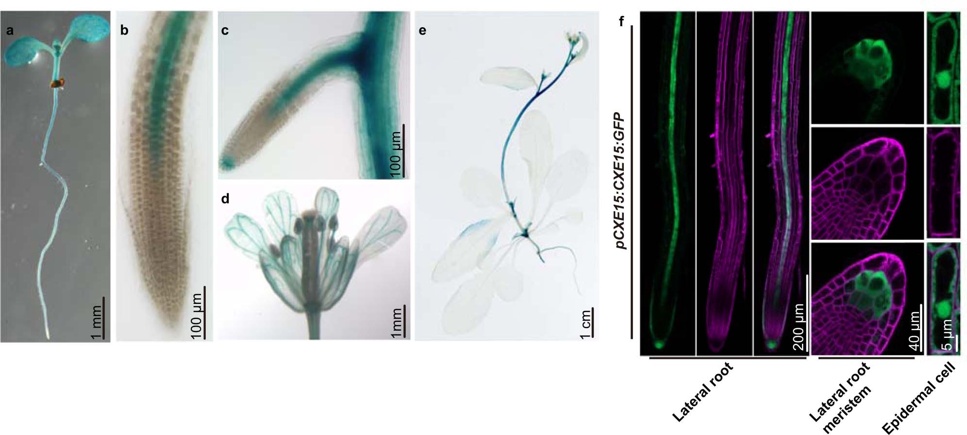 Extended Data Fig. 4: Tissue-specific expression of AtCXE15 and subcellular localization of AtCXE15.