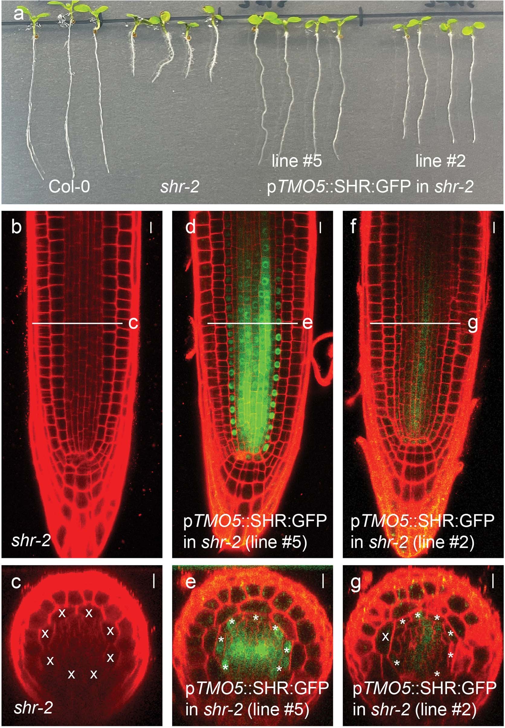 Extended Data Fig. 8
