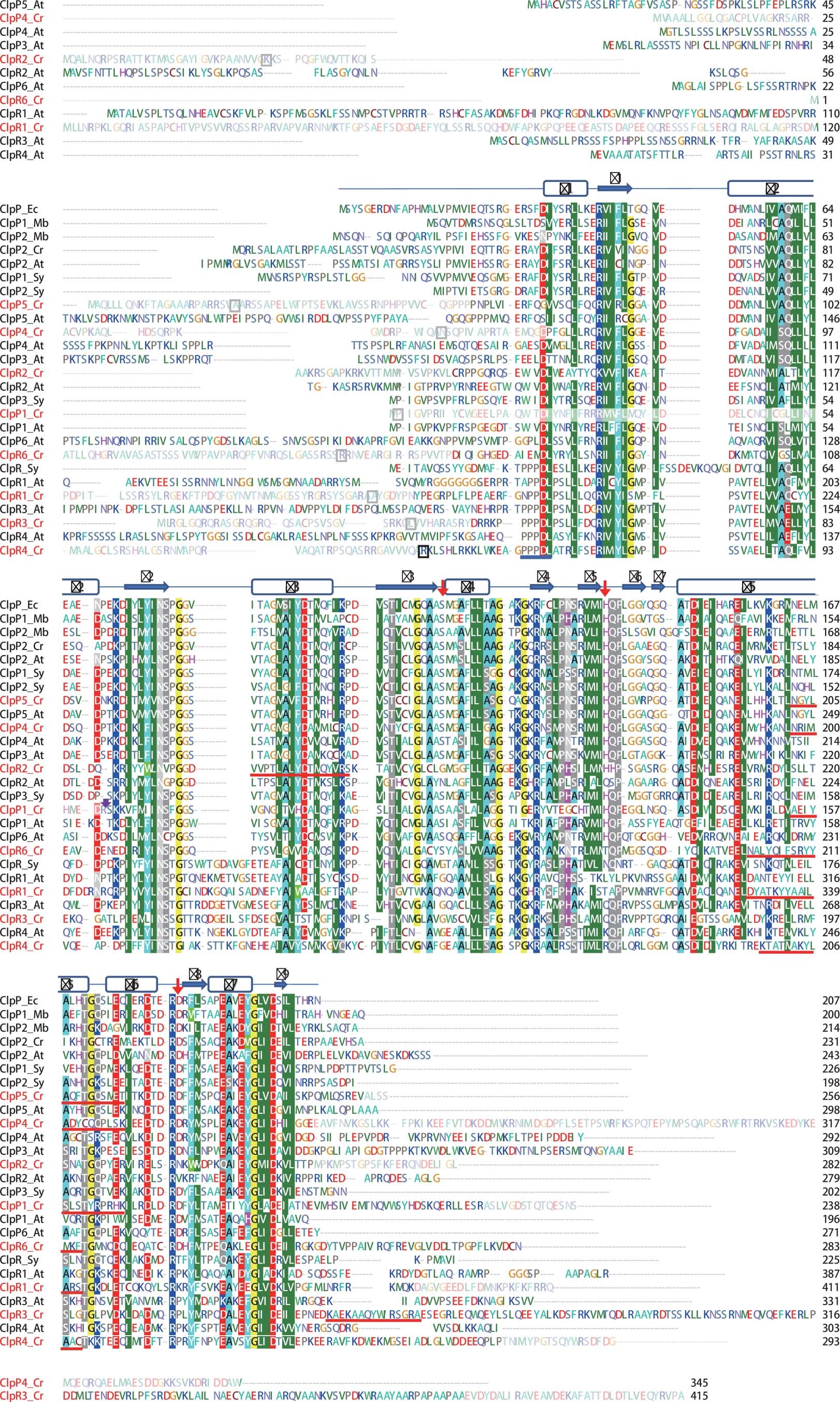 Extended Data Fig. 5: Alignment of the amino acid sequences of ClpP/R subunits.