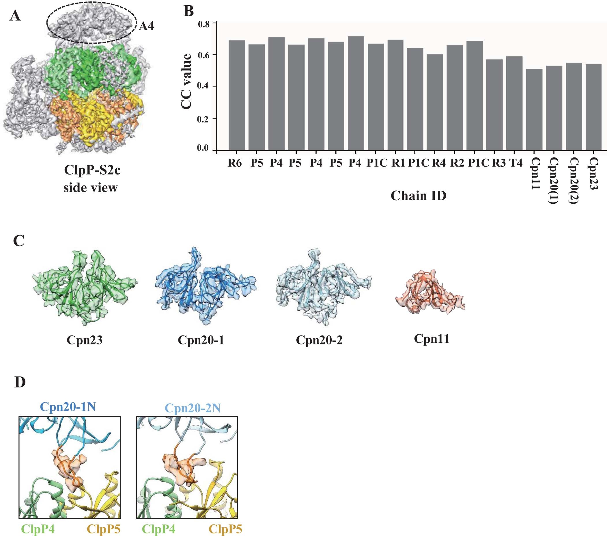 Extended Data Fig. 8: Properties of the ClpP-Cpn11/20/23 complex.