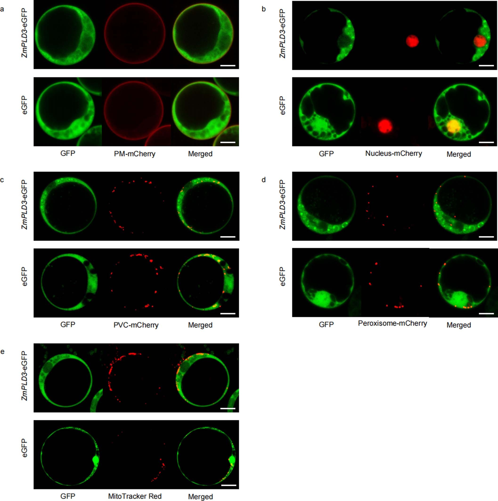 Extended Data Fig. 10: Co-expression of ZmPLD3 with different cellular compartment markers in maize protoplasts.