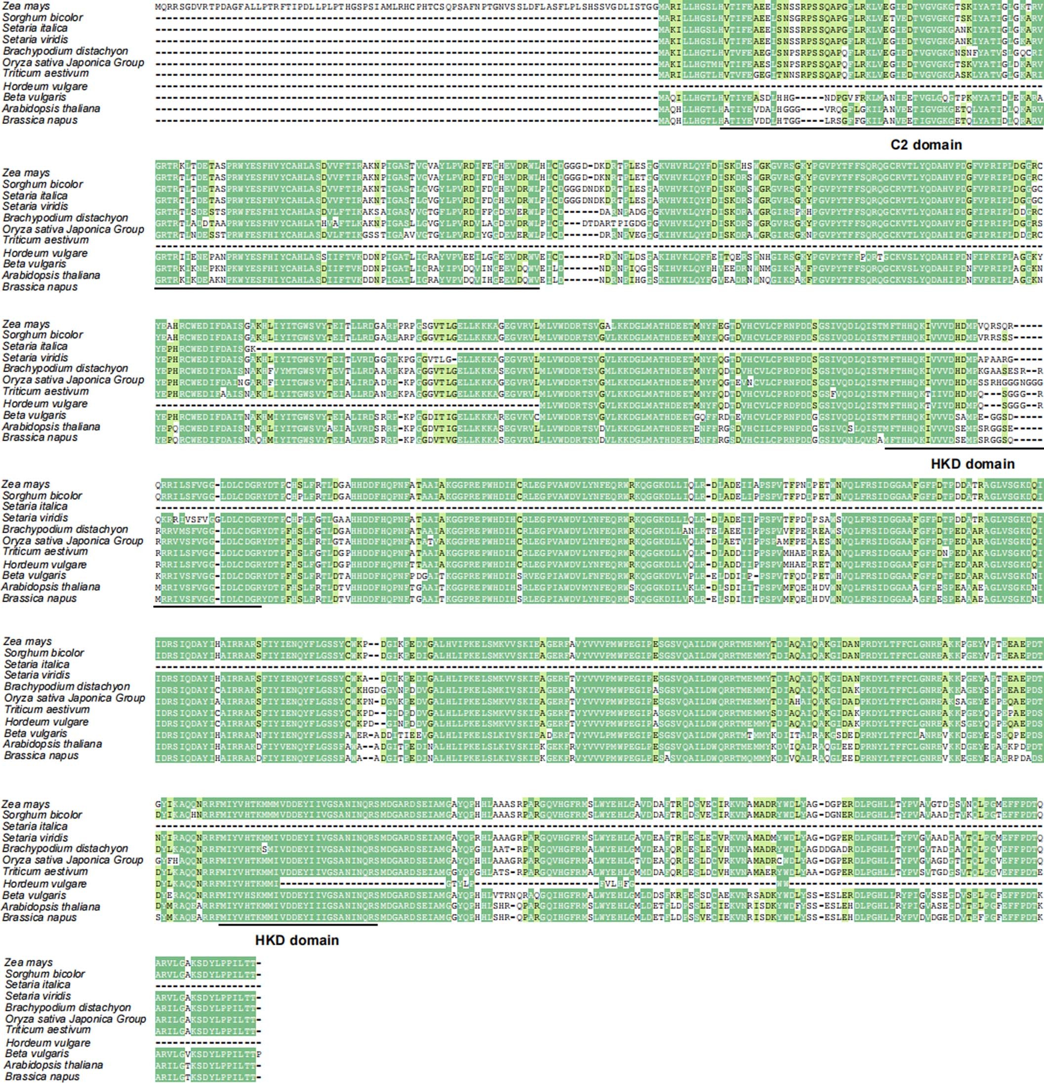 Extended Data Fig. 3: Multiple alignment of ZmPLD3 orthologs in eight monocots and three dicots.
