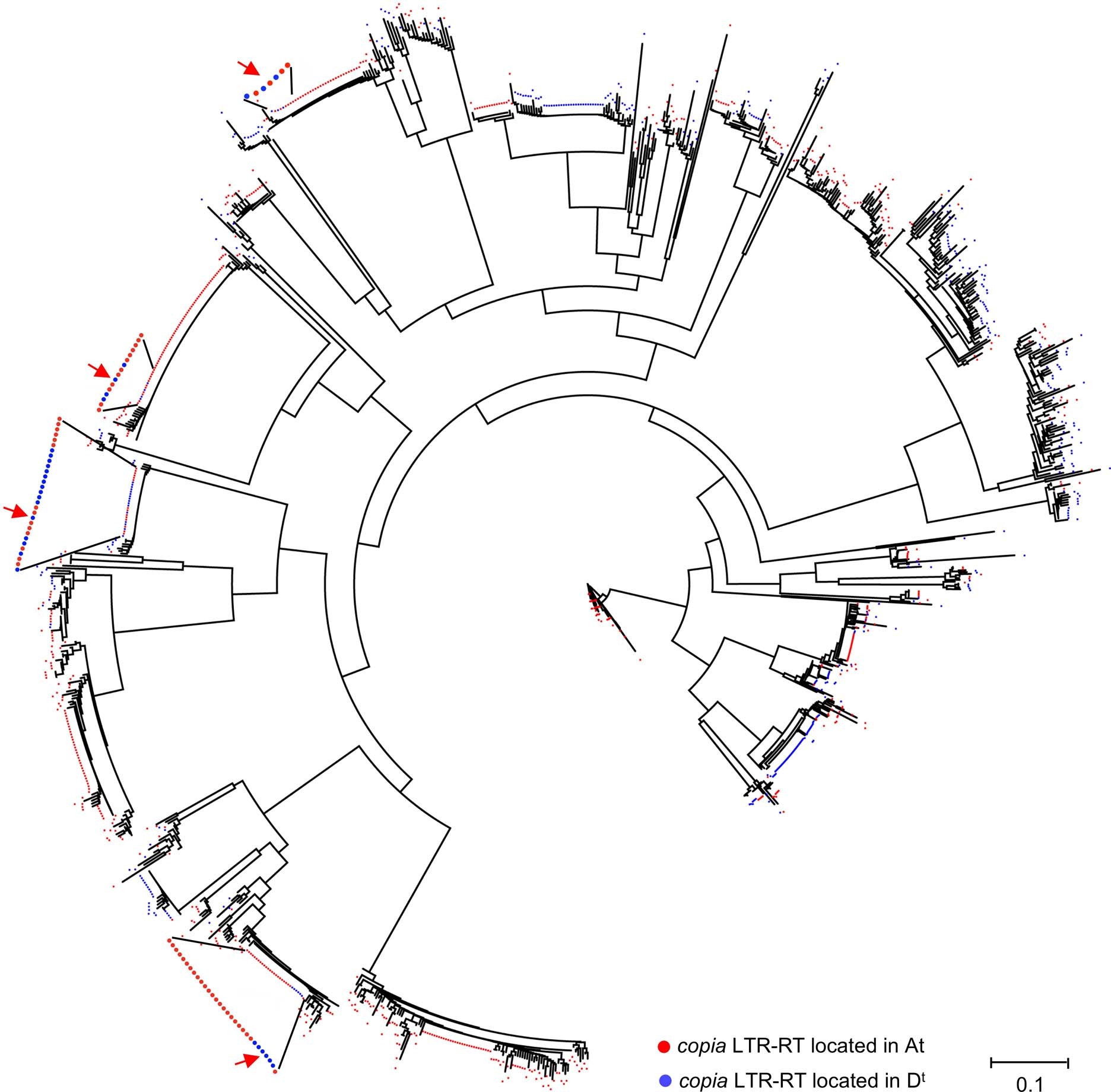 Extended Data Fig. 7: Neighbour-joining tree of young (<0.35 MY) copia-LTR-RTs in the two subgenomes of the recent allopolyploid.
