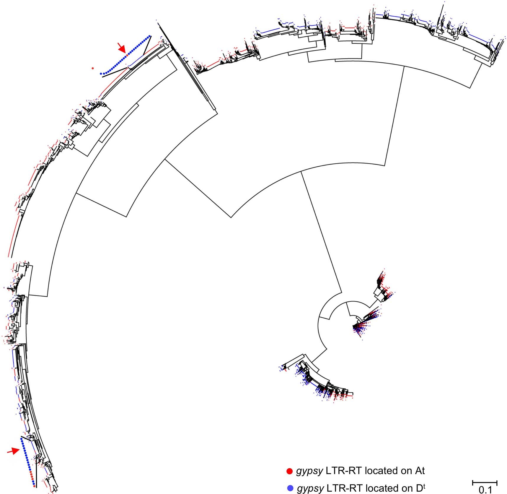 Extended Data Fig. 8: Neighbour-joining tree of young (<0.35 MY) gypsy-LTR-RTs in the two subgenomes of the recent allopolyploid.