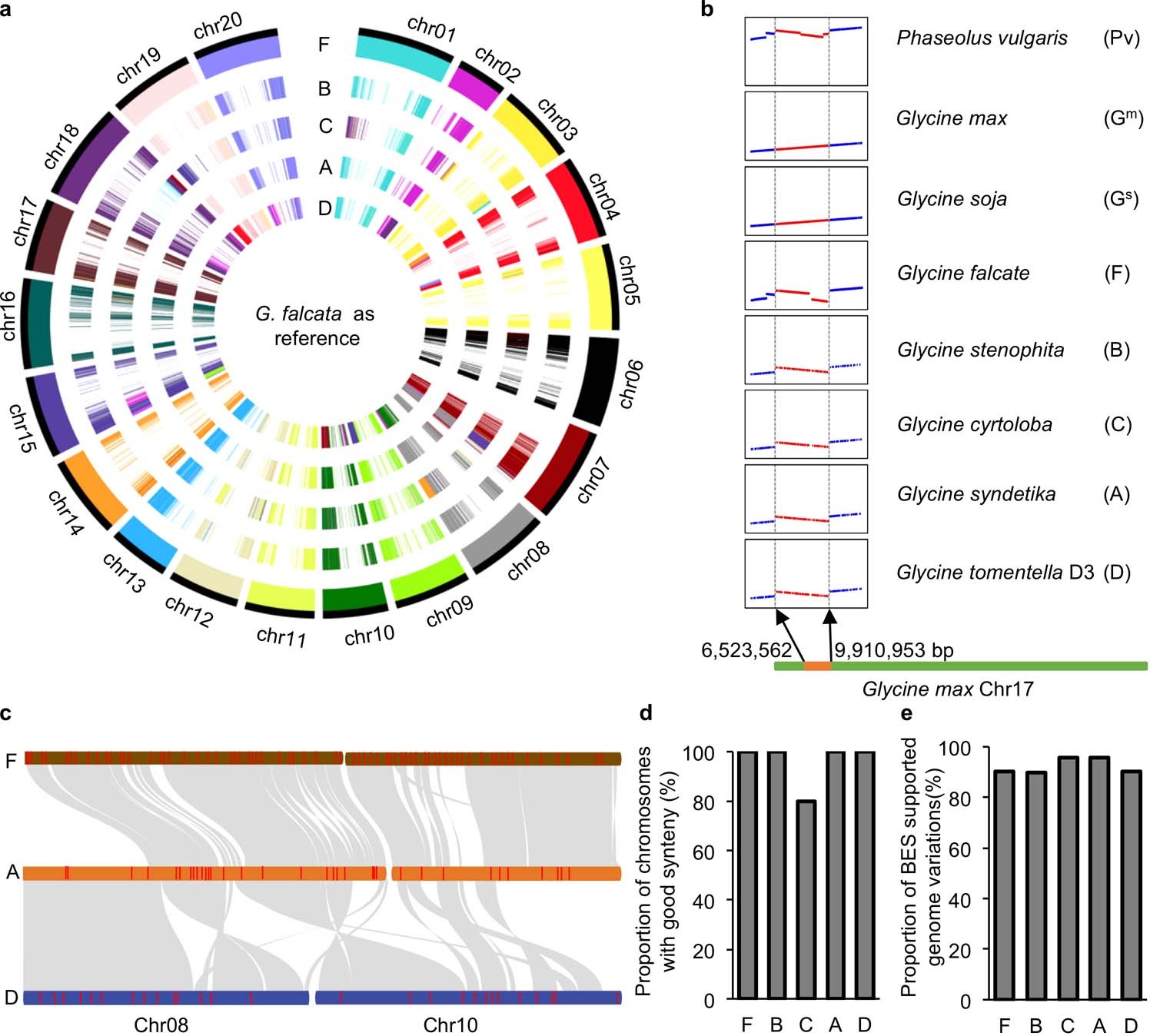 Extended Data Fig. 1: Genomic collinearity and rearrangements among the annual and perennial Glycine species.