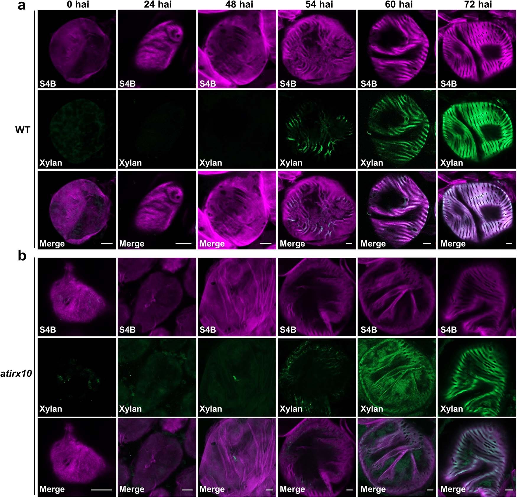 Extended Data Fig. 8: Immunolabelling analysis of xylan in Arabidopsis vessels induced by VISUAL.