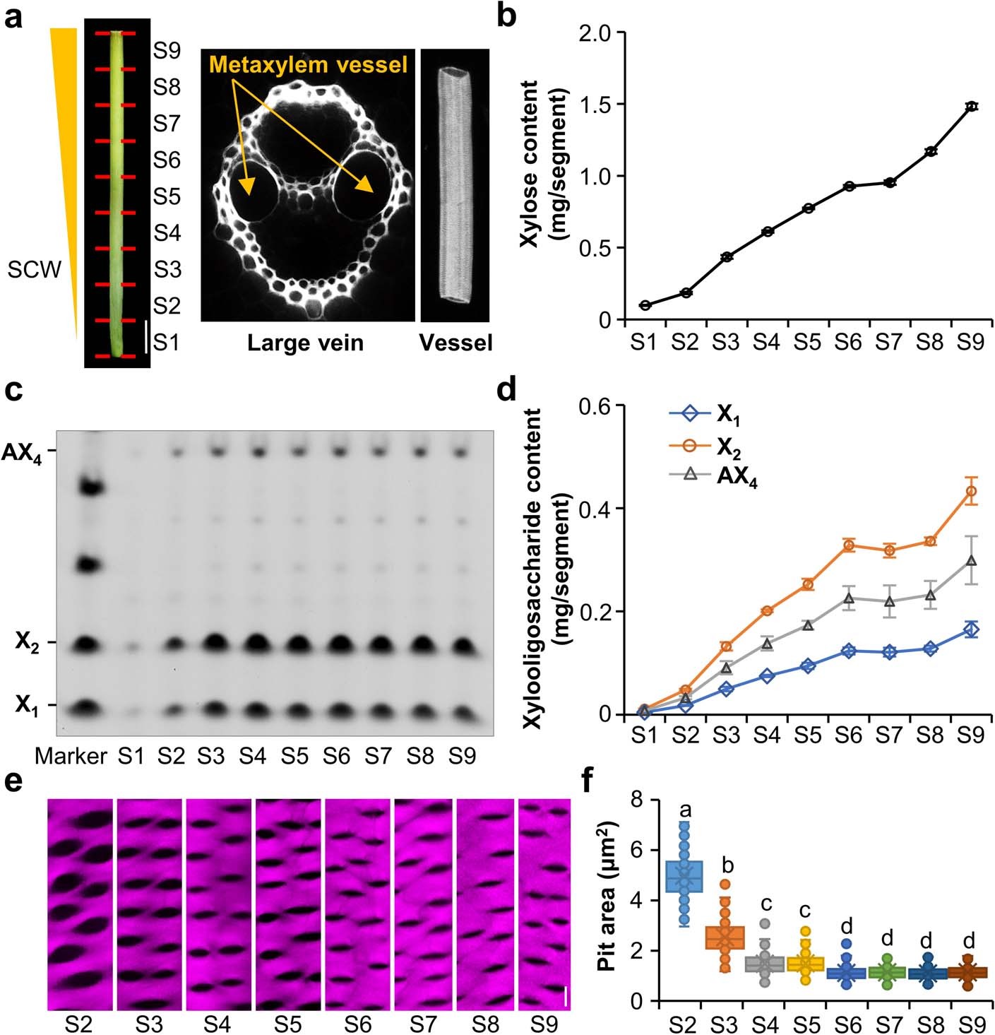 Extended Data Fig. 1: Depositing xylan in the developing rice internodes.