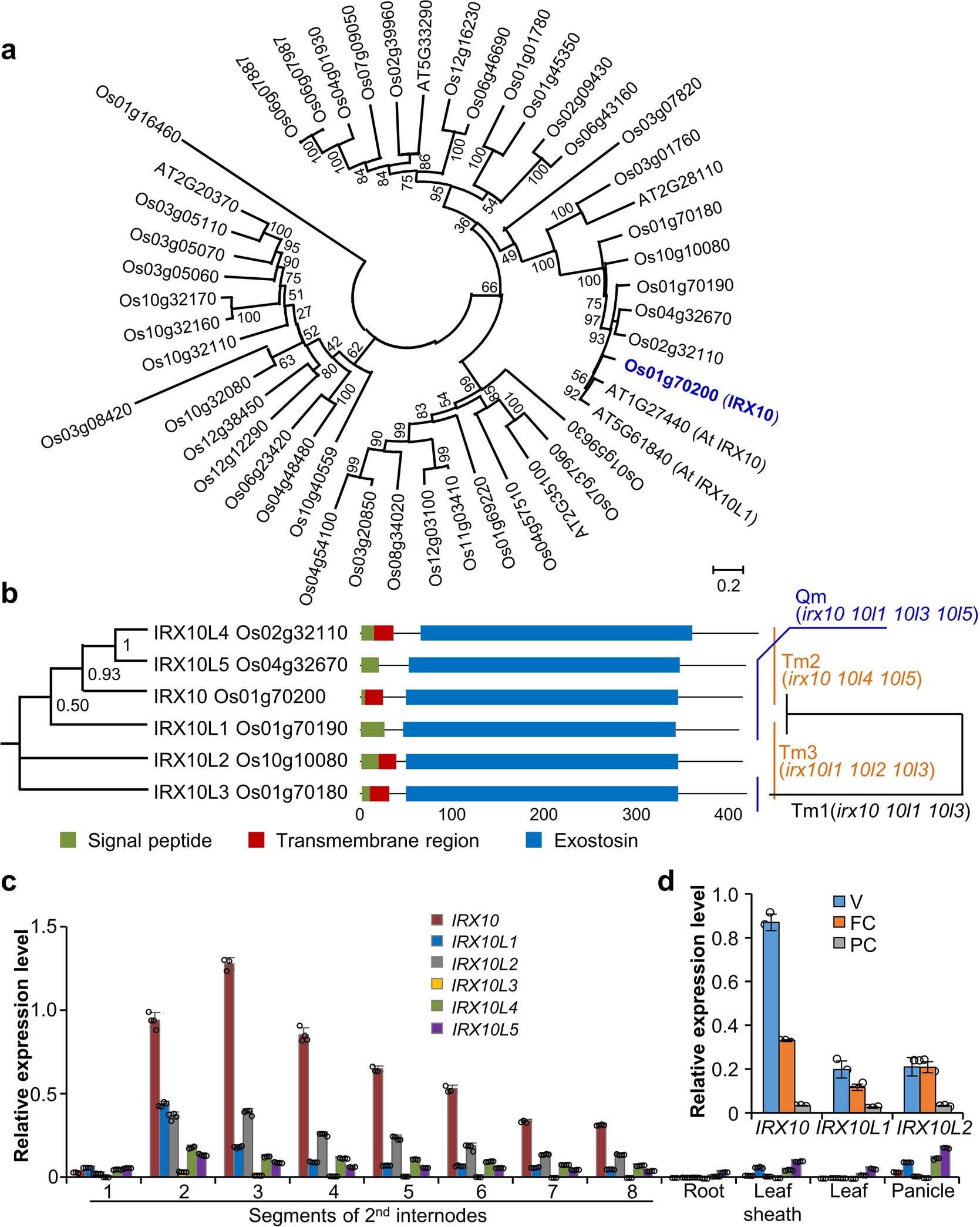 Extended Data Fig. 3: Comparison of IRX10 and its homologues in rice.