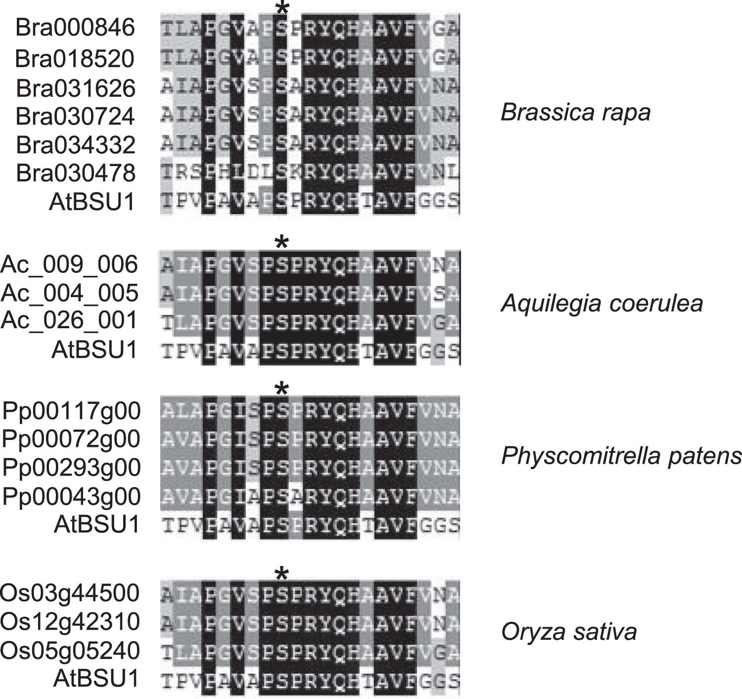 Extended Data Fig. 7: Alignment of sequence around S251 of BSU1 with those of paralogs.