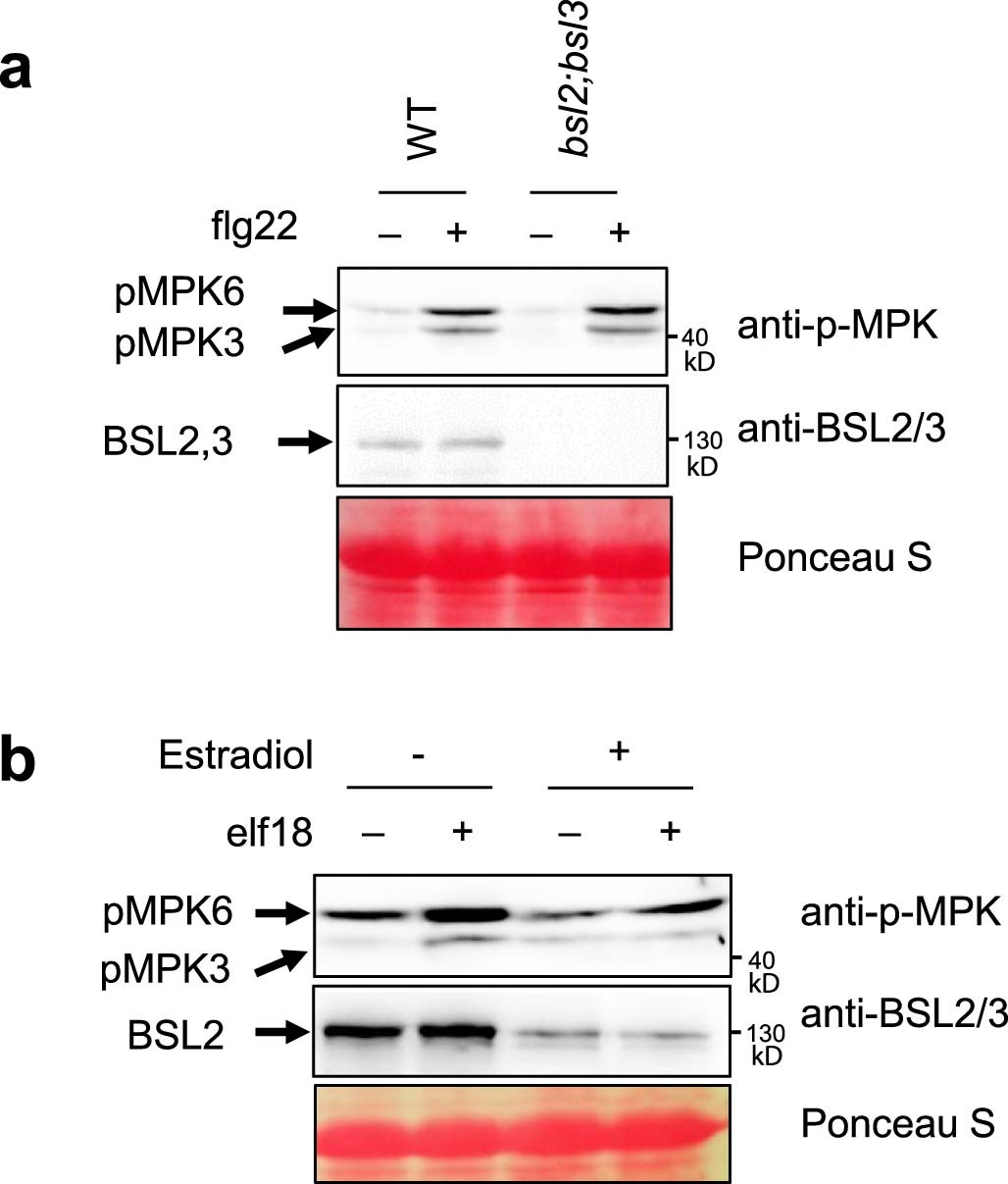 Extended Data Fig. 4: The flg22- and elf18-induced MPK3/6 phosphorylation in the BSU1 family mutants.