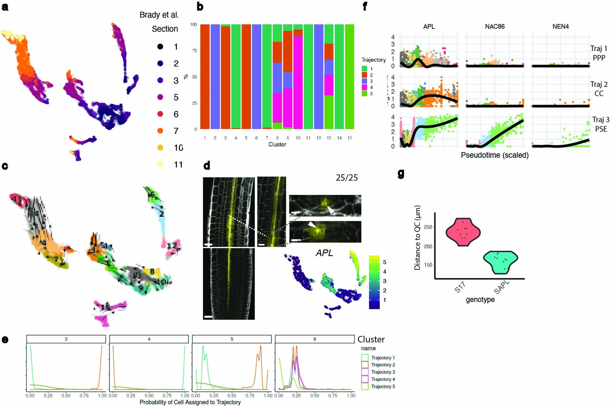 Extended Data Fig. 2: Validation of the temporal information in the UMAP by using complementary tools.