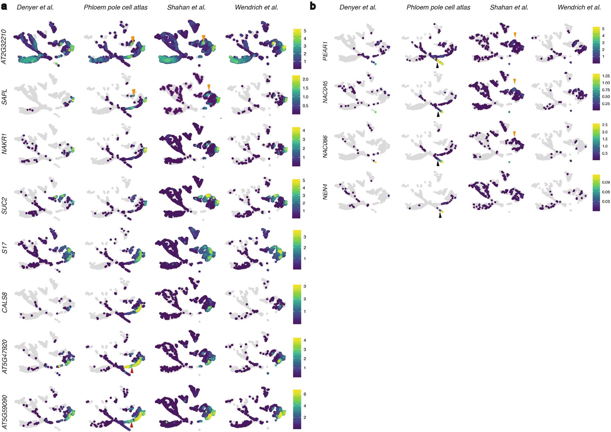 Extended Data Fig. 3: Expression of CC, SE, PPP and ring genes in the integrated dataset faceted by source.