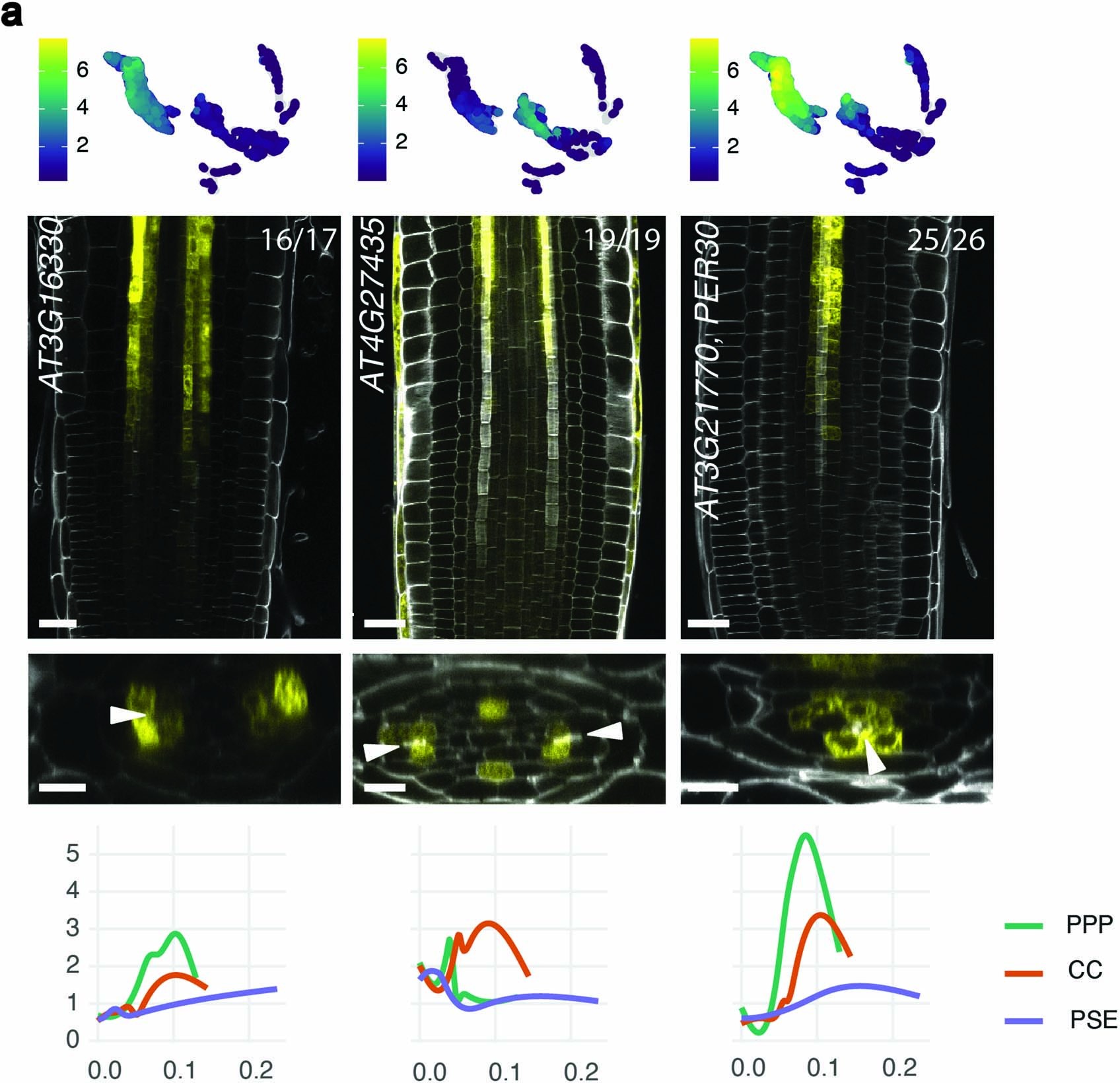 Extended Data Fig. 5: Module 1 also groups genes with an extended or partial ring expression pattern.