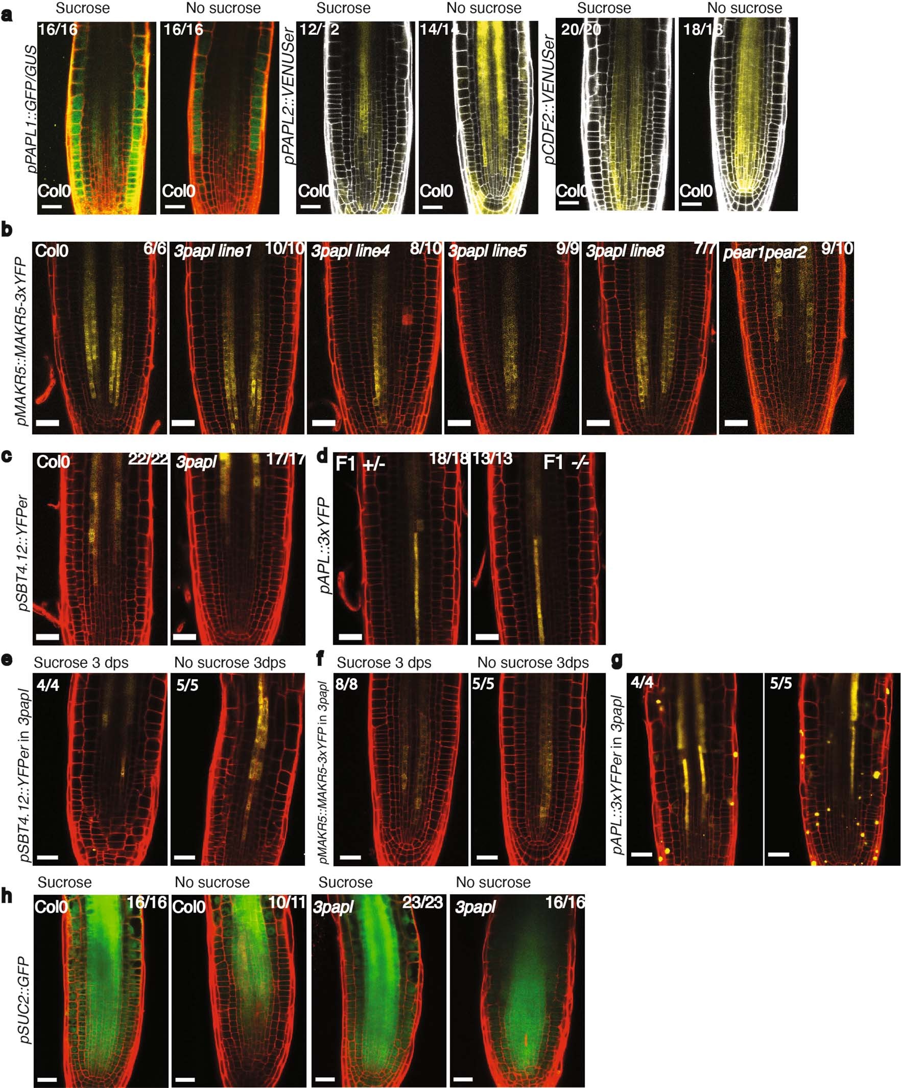 Extended Data Fig. 10: Phloem marker genes are expressed in 3papl mutant.