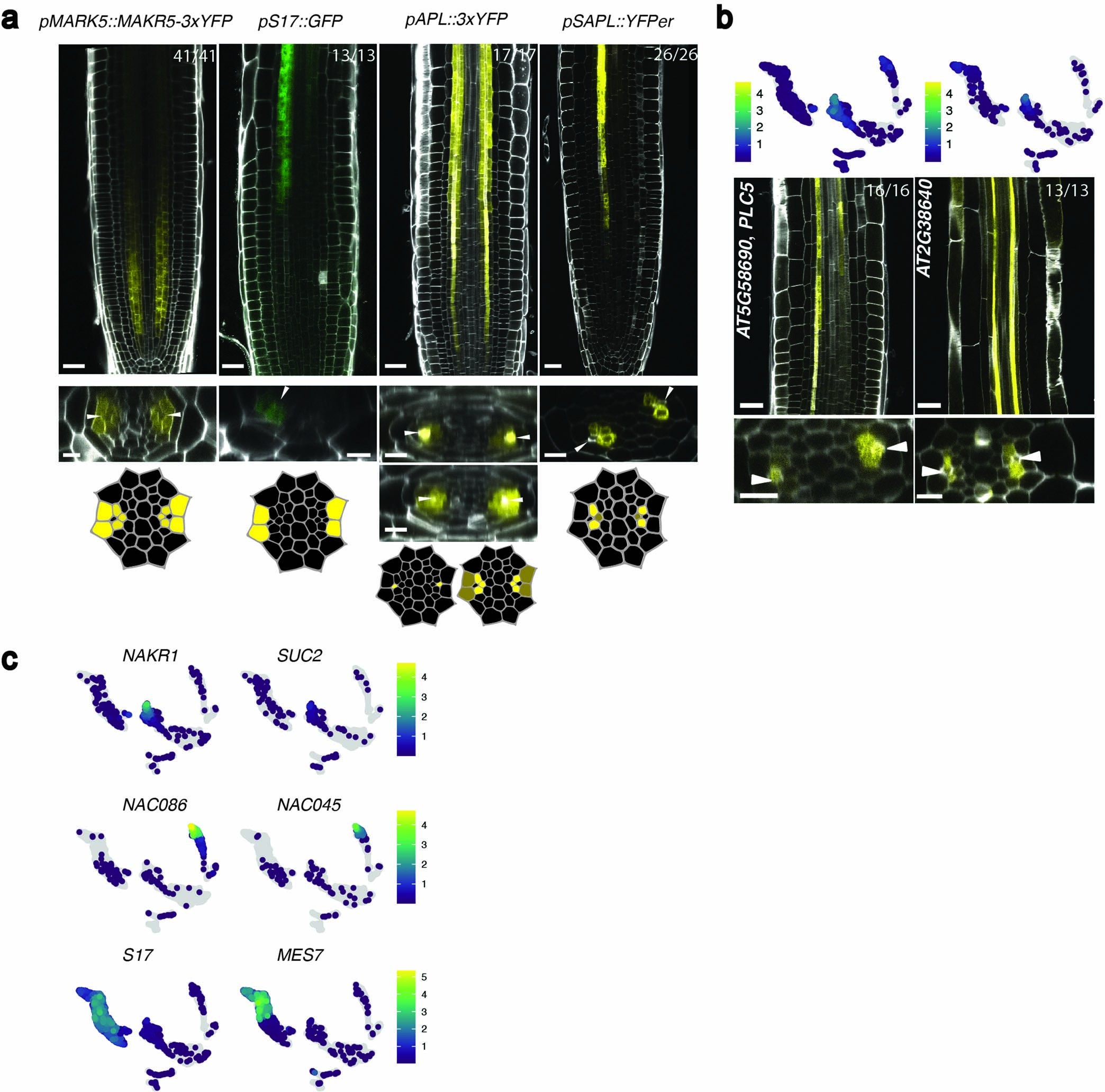 Extended Data Fig. 1: Markers used for sorting phloem pole cells and new CC genes identified.