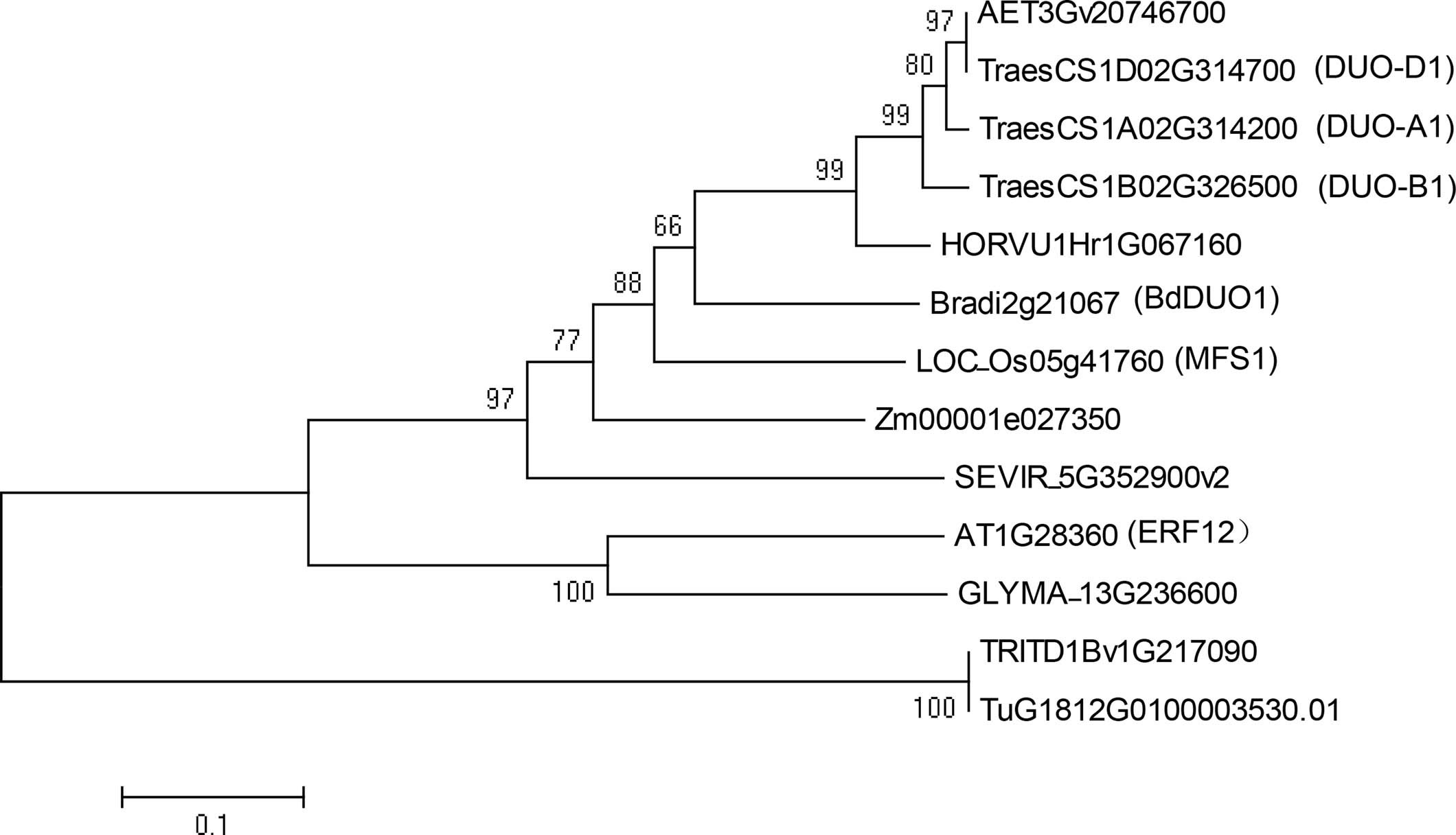 Extended Data Fig. 5: Phylogenetic analyses of DUO1 homologs in eudicots and monocots.
