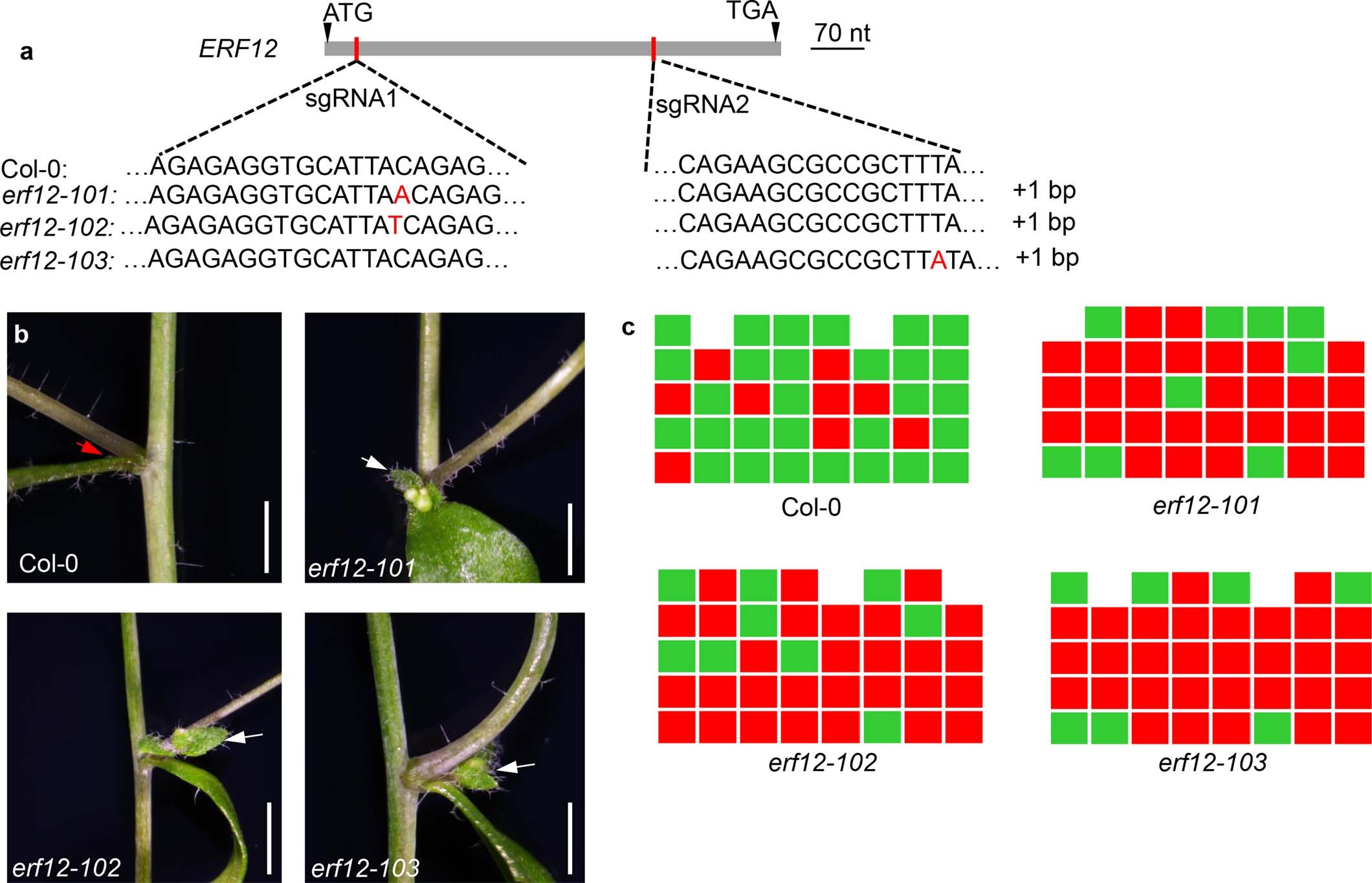 Extended Data Fig. 8: Arabidopsis ERF12 affects axillary meristem formation in cauline leaves.