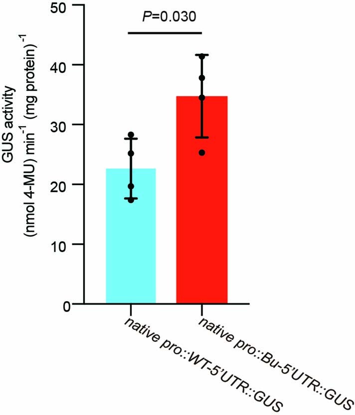 Extended Data Fig. 4: Quantification of GUS activity of leaves from CmoYABBY1Pro-WT5’ UTR:GUS and CmoYABBY1Pro-Bu5’ UTR:GUS transgenic pumpkin plants.