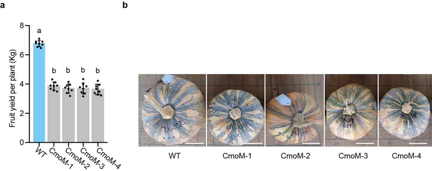 Extended Data Fig. 8: Comparison of yield per plant for edited pumpkin.