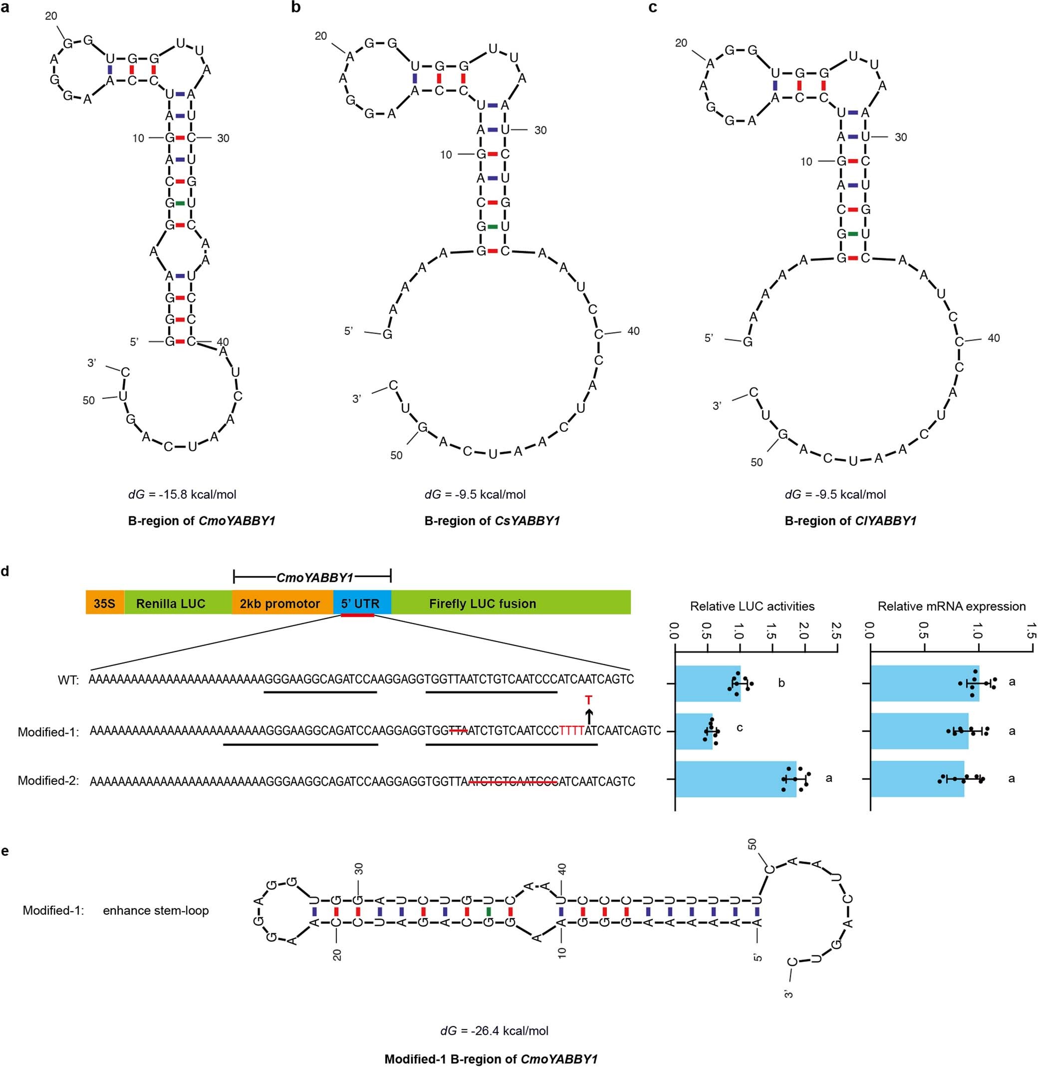 Extended Data Fig. 10: The predicted secondary structures of YABBY1 B-region in cucurbits.