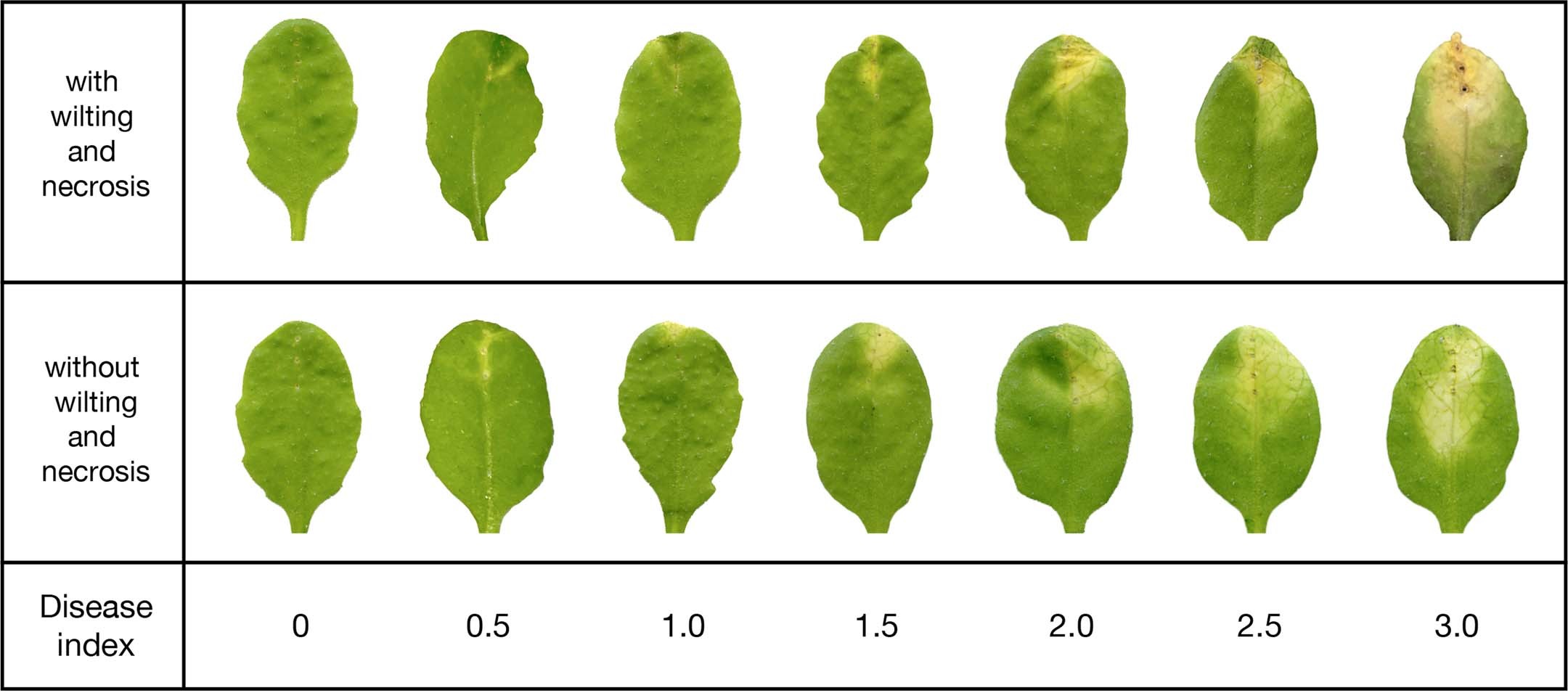 Extended Data Fig. 5: The disease index scores describing the degrees and sizes of chlorotic symptoms.