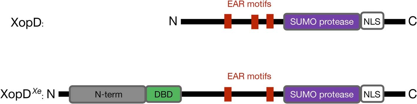 Extended Data Fig. 1: Structure analysis of XopD homologues.