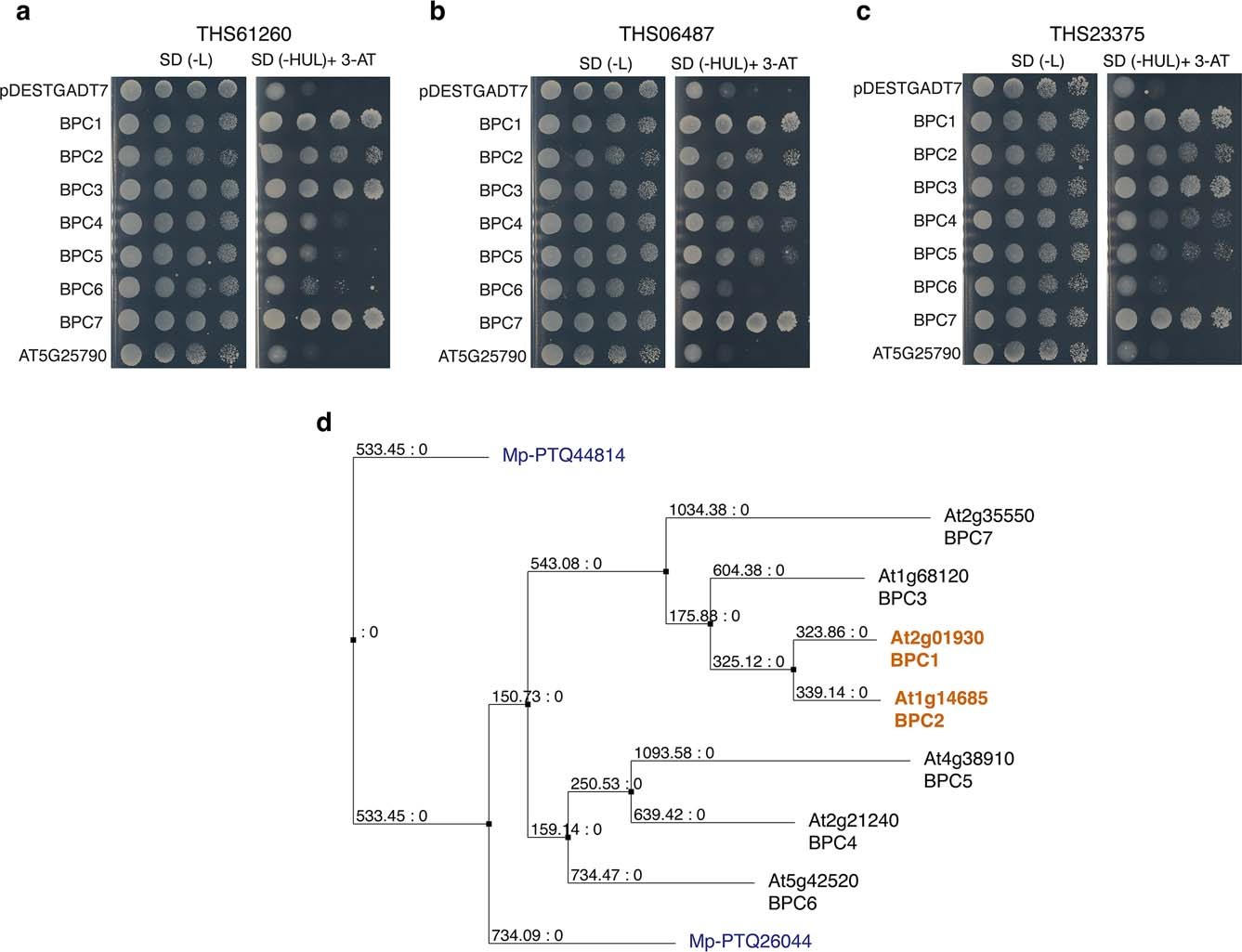 Extended Data Fig. 6: BPC TFs bind to the ELC-specific THS.