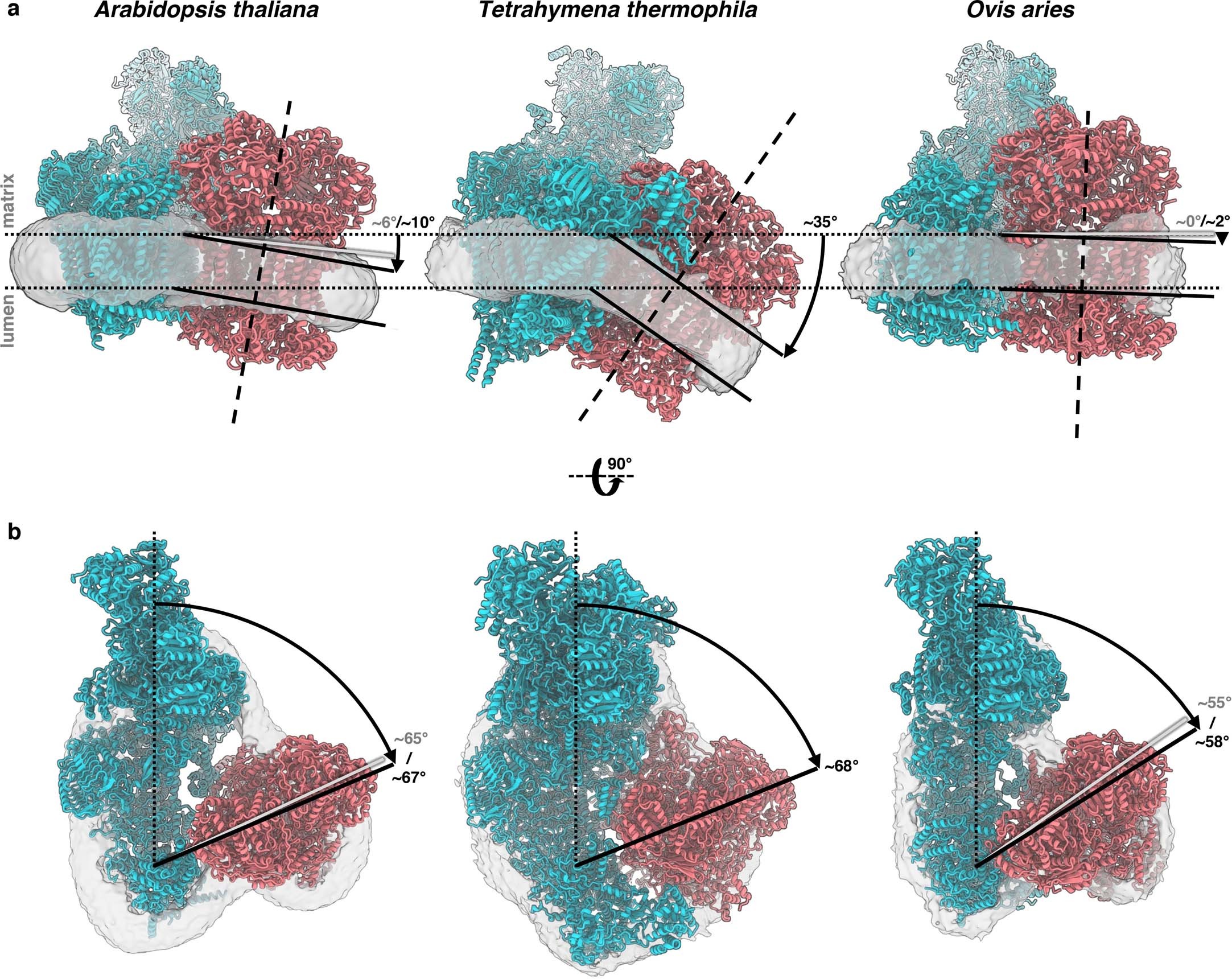 Extended Data Fig. 4: Conformations of the I + III2 supercomplex in different species.