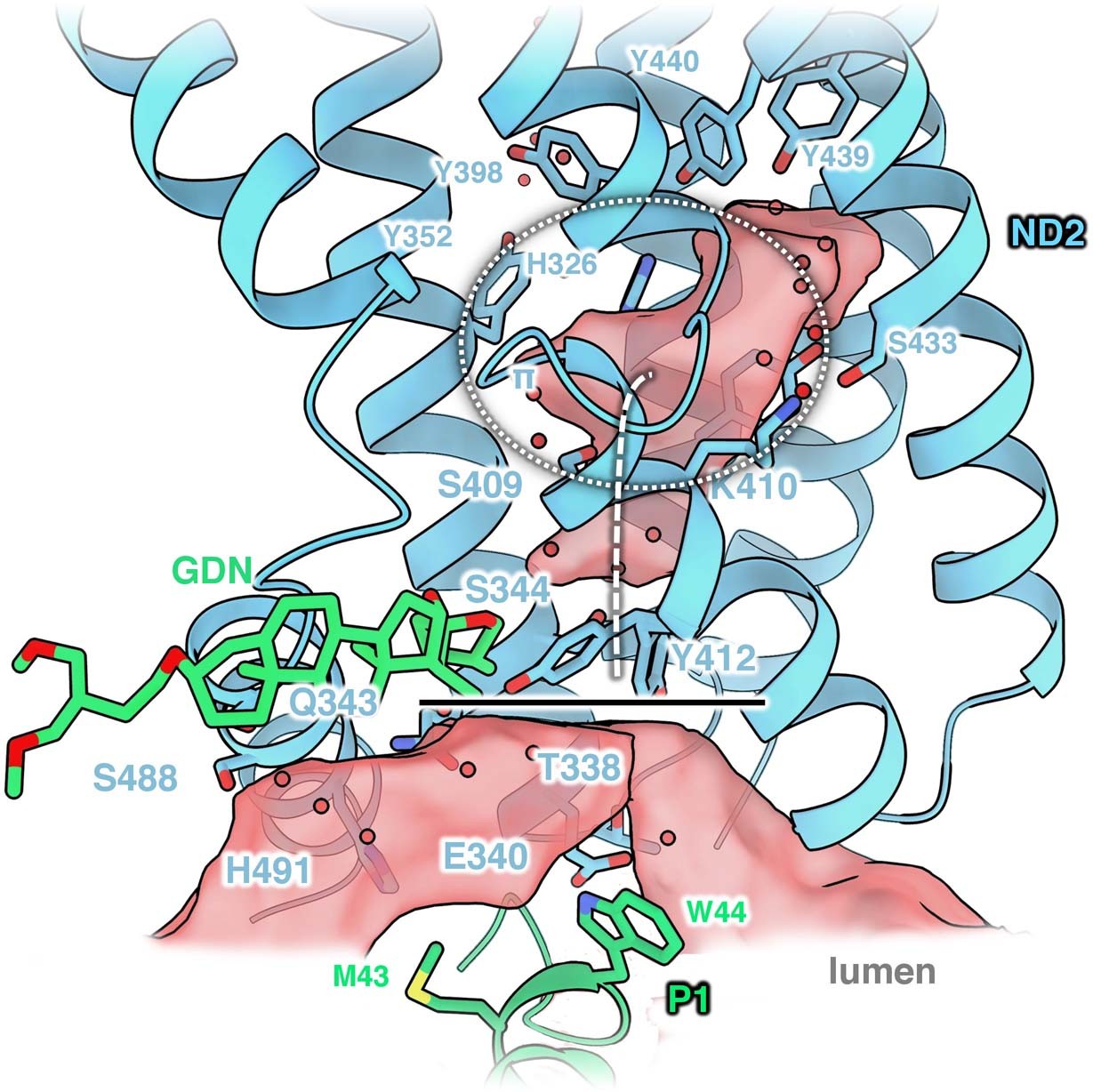 Extended Data Fig. 7: A potential lumenal half-channel at core subunit ND2.