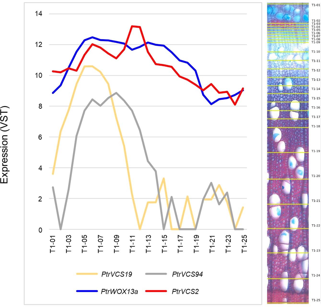 Extended Data Fig. 7: Expression profiles of PtrVCS2 and its interaction partners.