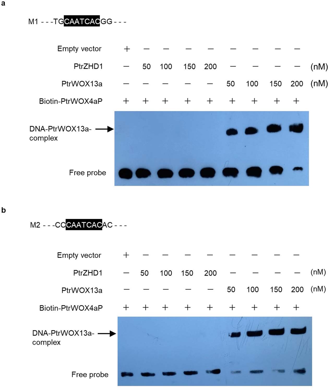Extended Data Fig. 8: EMSAs show that the binding of PtrWOX13a to the CAATCAC motif in the promoter of PtrWOX4a is specific.