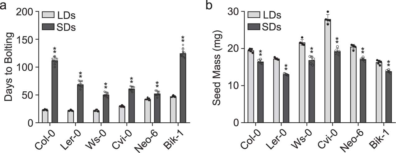 Extended Data Fig. 2: Flowering time and seed mass determination of various Arabidopsis ecotypes grown under LDs and SDs.