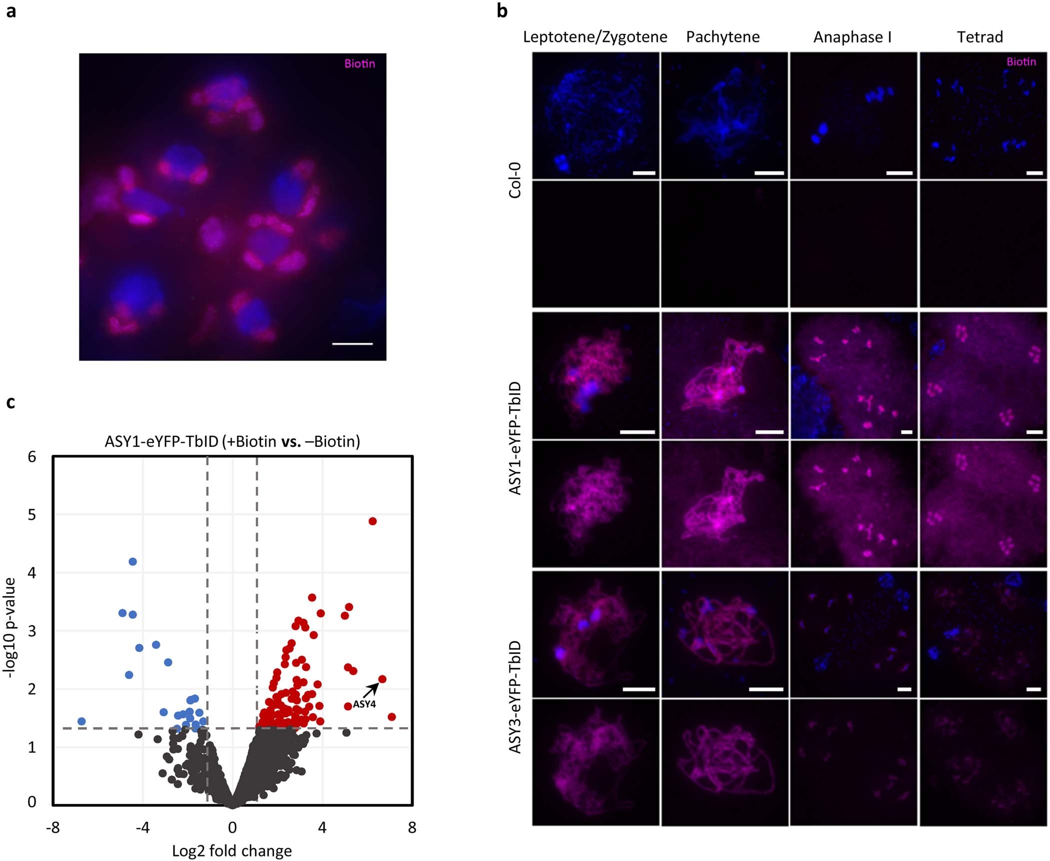 Extended Data Fig. 5: Assessment of endogenous biotin(ylation), turnover of biotinylation (on meiotic chromatin) and impact of exogenous biotin treatment.