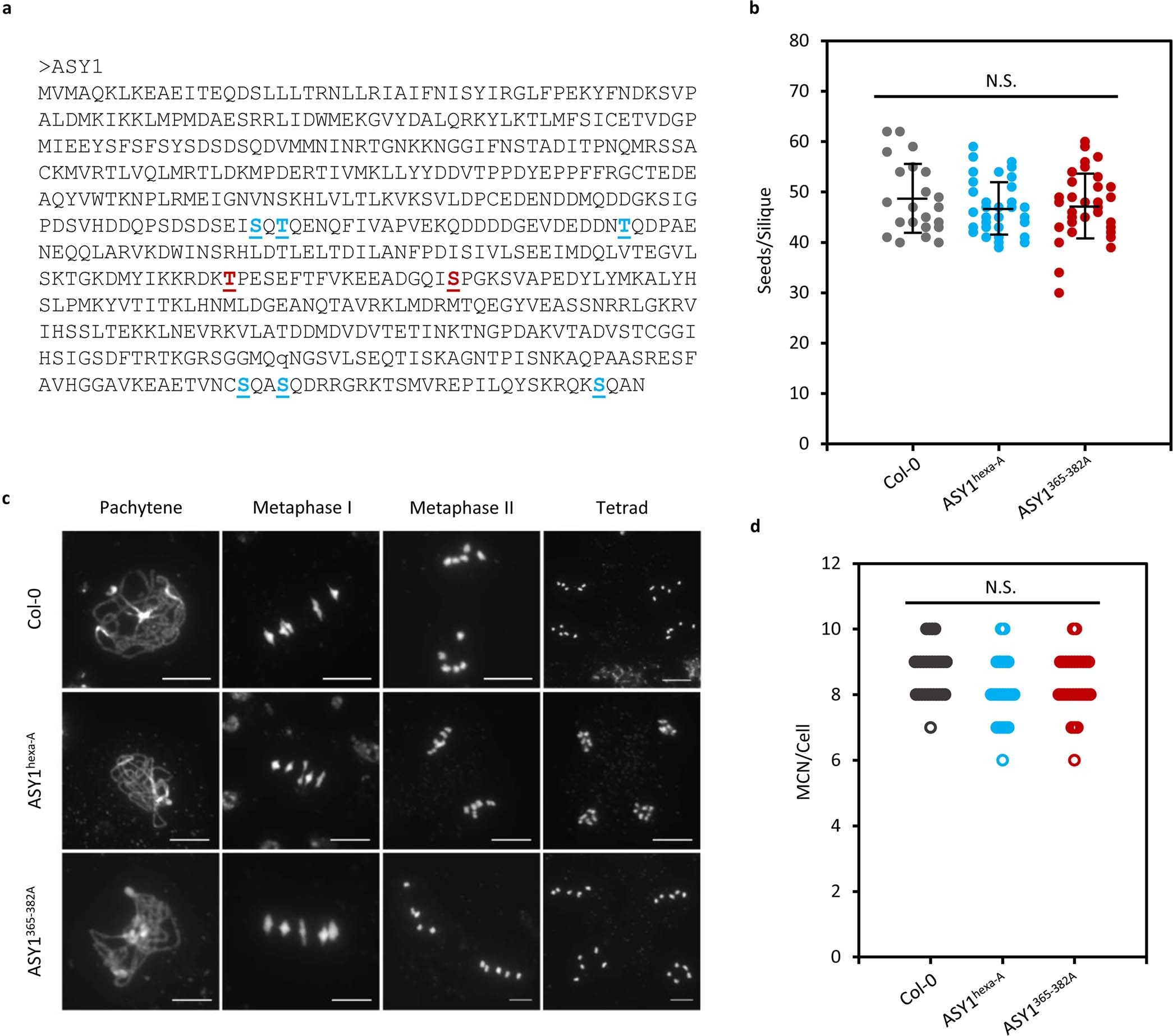 Extended Data Fig. 8: Functional dissection of putative ASY1 phosphoresidues in planta.