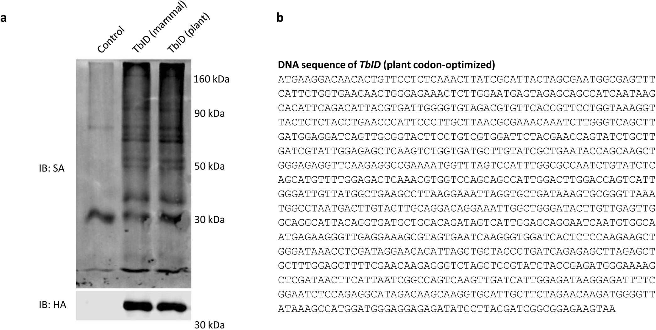 Extended Data Fig. 1: Activity of mammalian and plant codon-optimized TbID in Arabidopsis protoplasts.