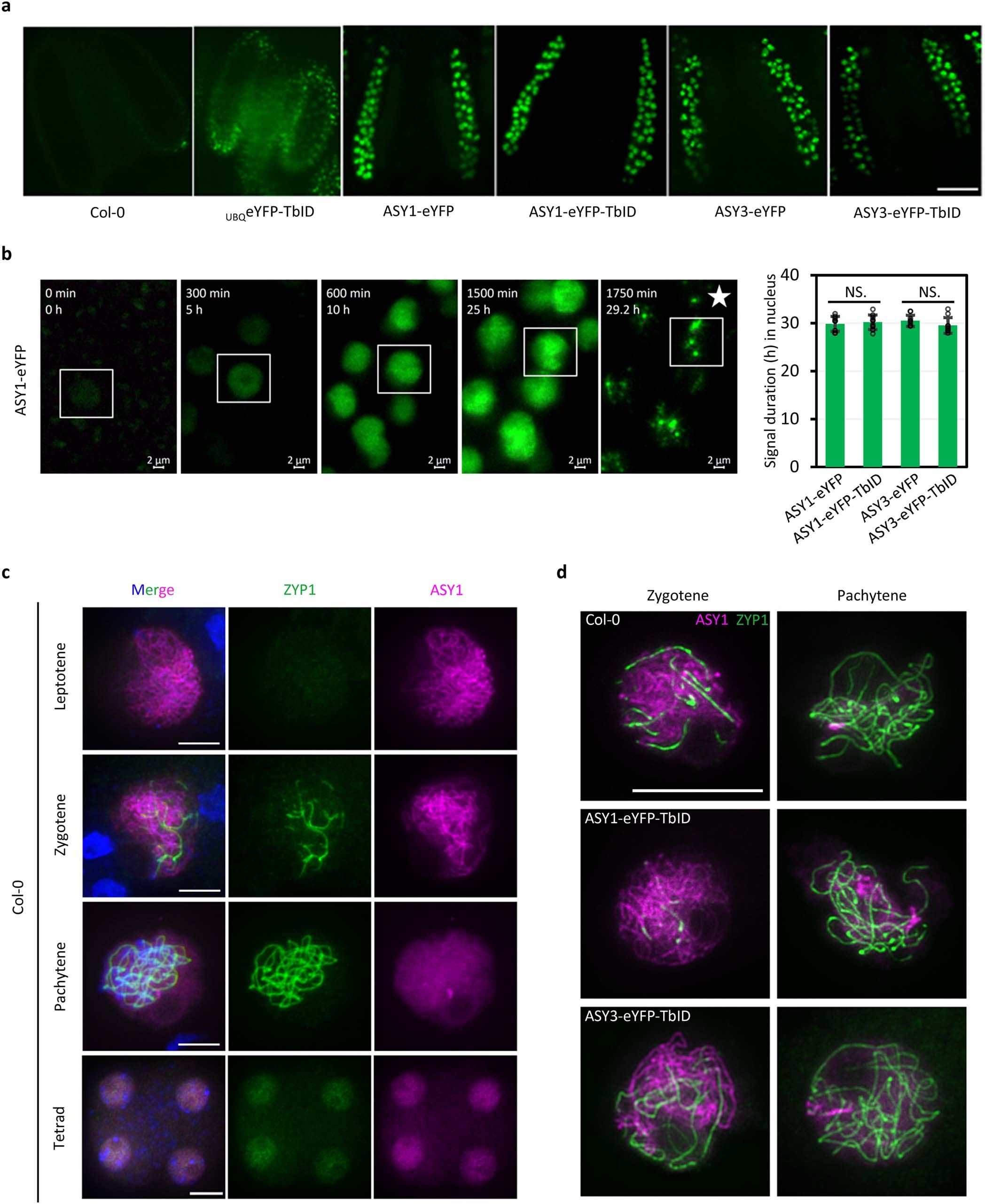 Extended Data Fig. 4: Meiosis-specific ASY1-eYFP-TbID and ASY3-eYFP-TbID fusion protein expression.