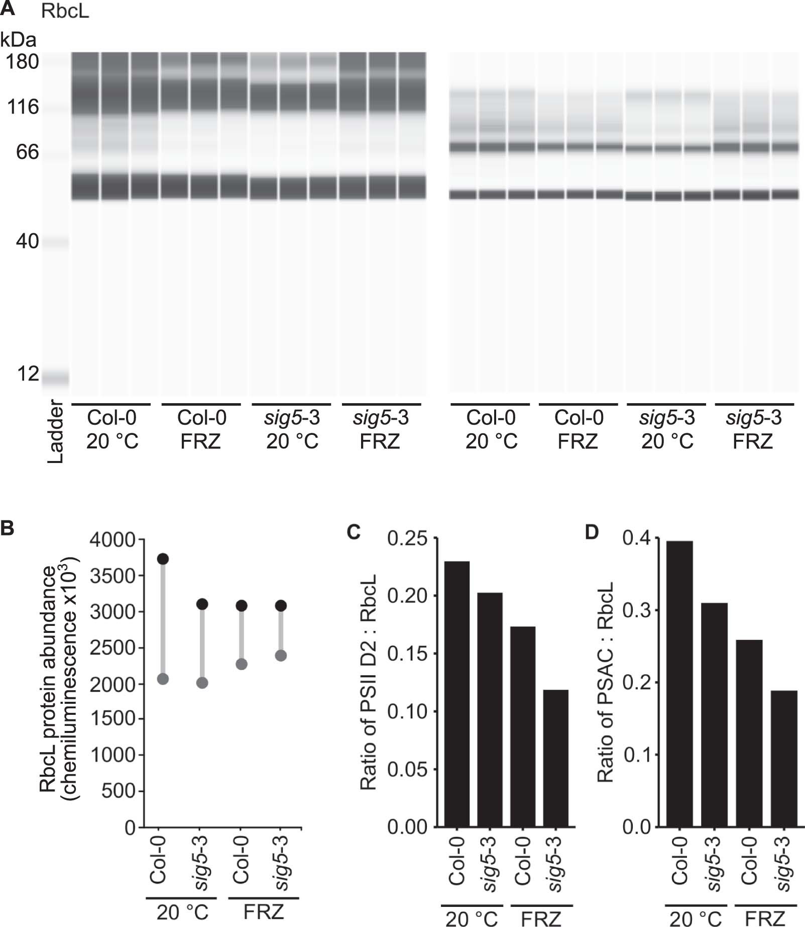 Extended Data Fig. 6: RbcL protein abundance is unaltered by sig5-3 mutant and freezing.