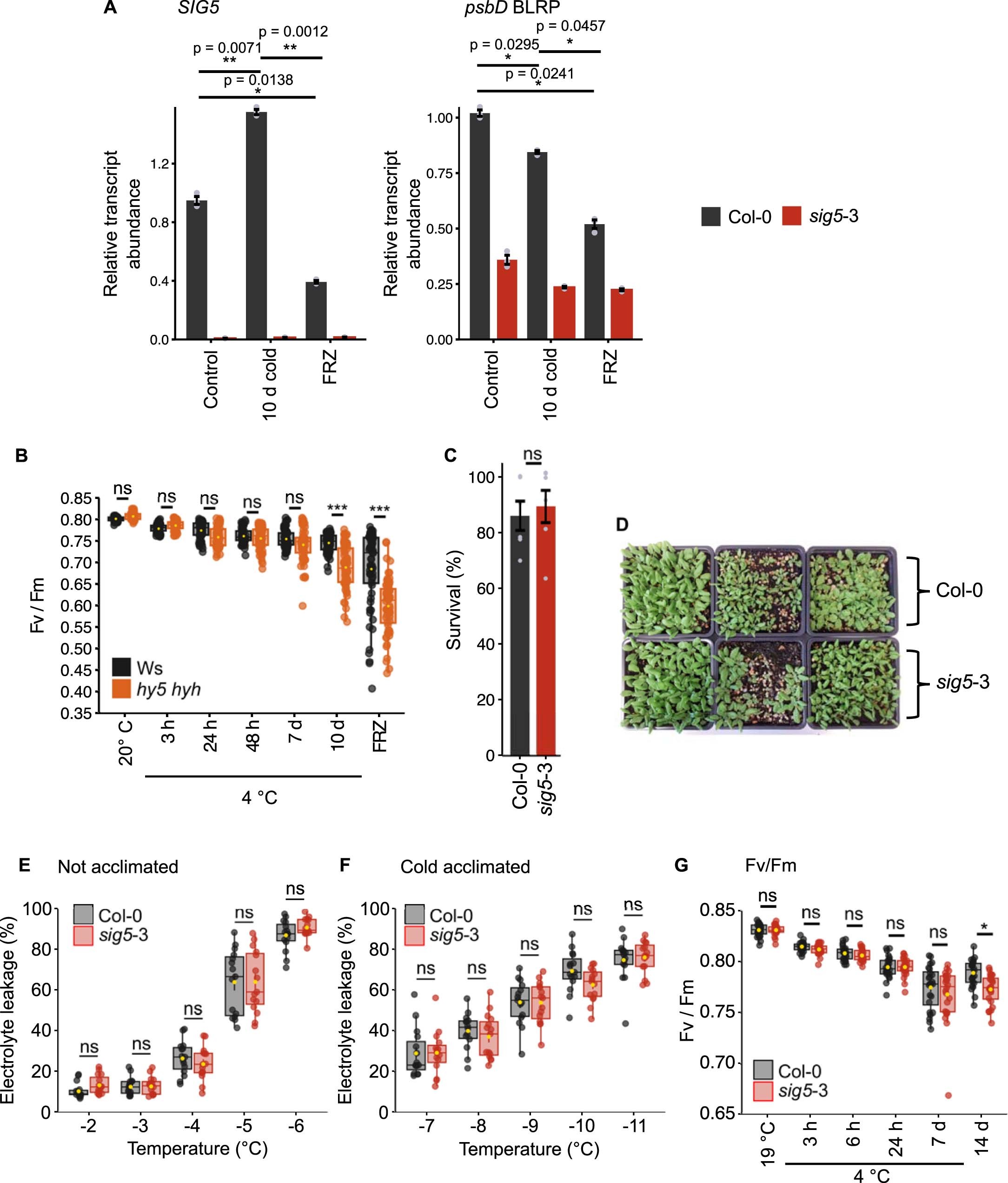 Extended Data Fig. 7: Responses to low and freezing temperature conditions in the sig5-3 mutant.